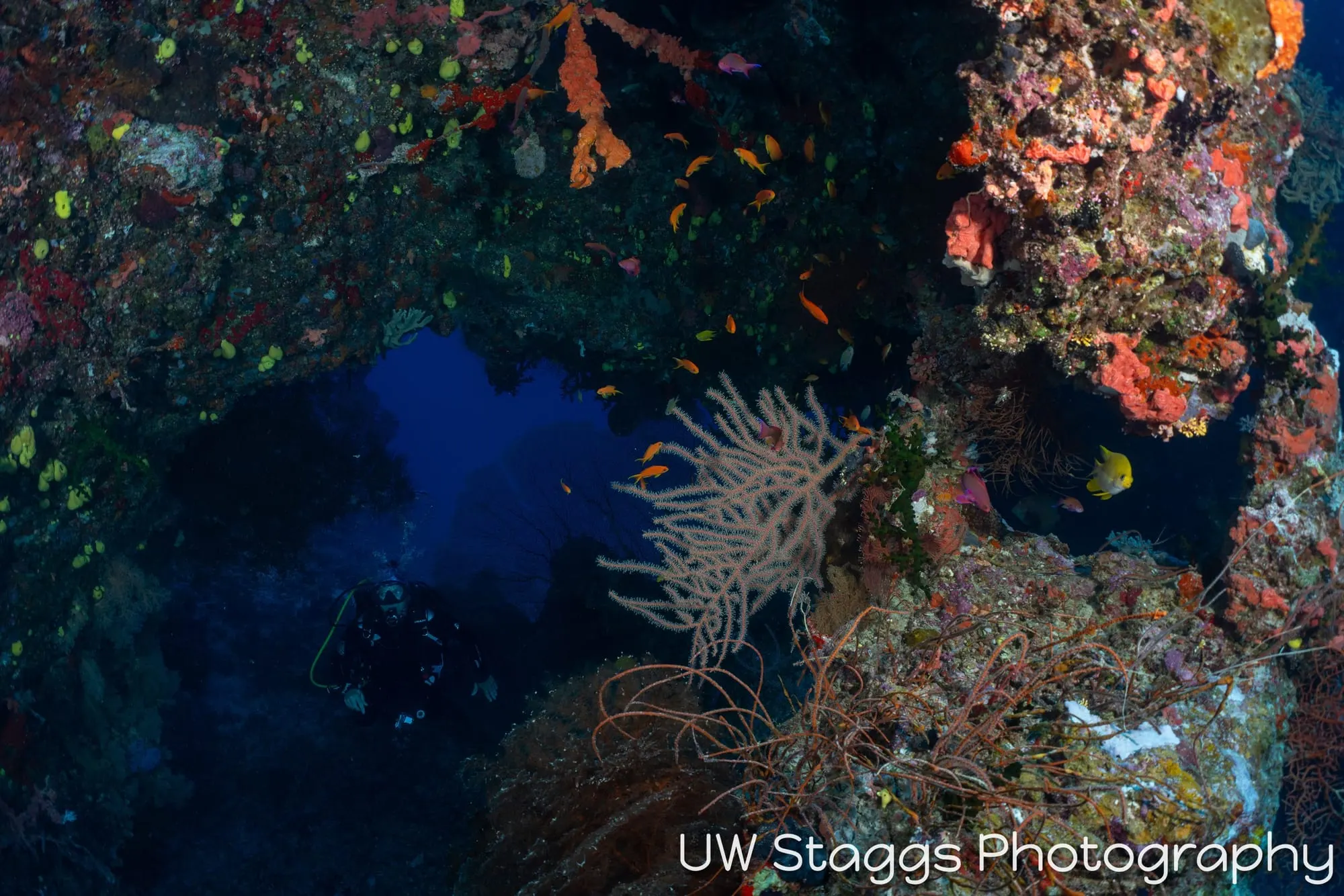 Reef Scene — Bligh Waters, Fiji