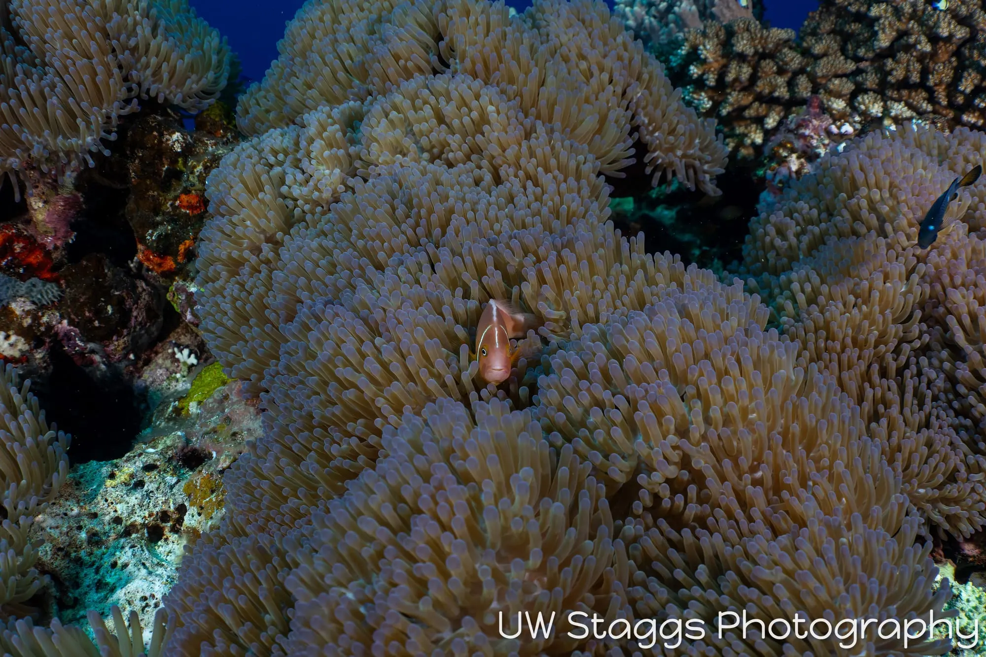 Reef Scene — Bligh Waters, Fiji