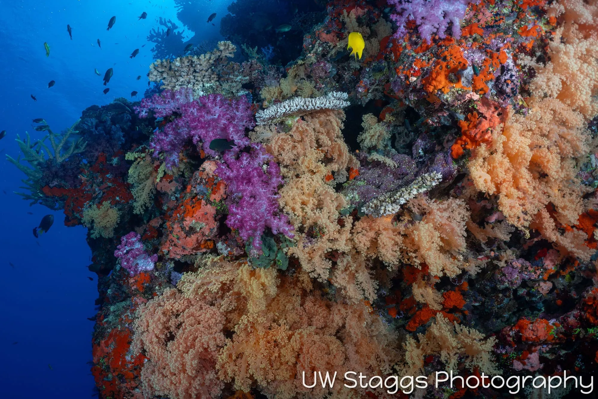 Reef Scene — Bligh Waters, Fiji