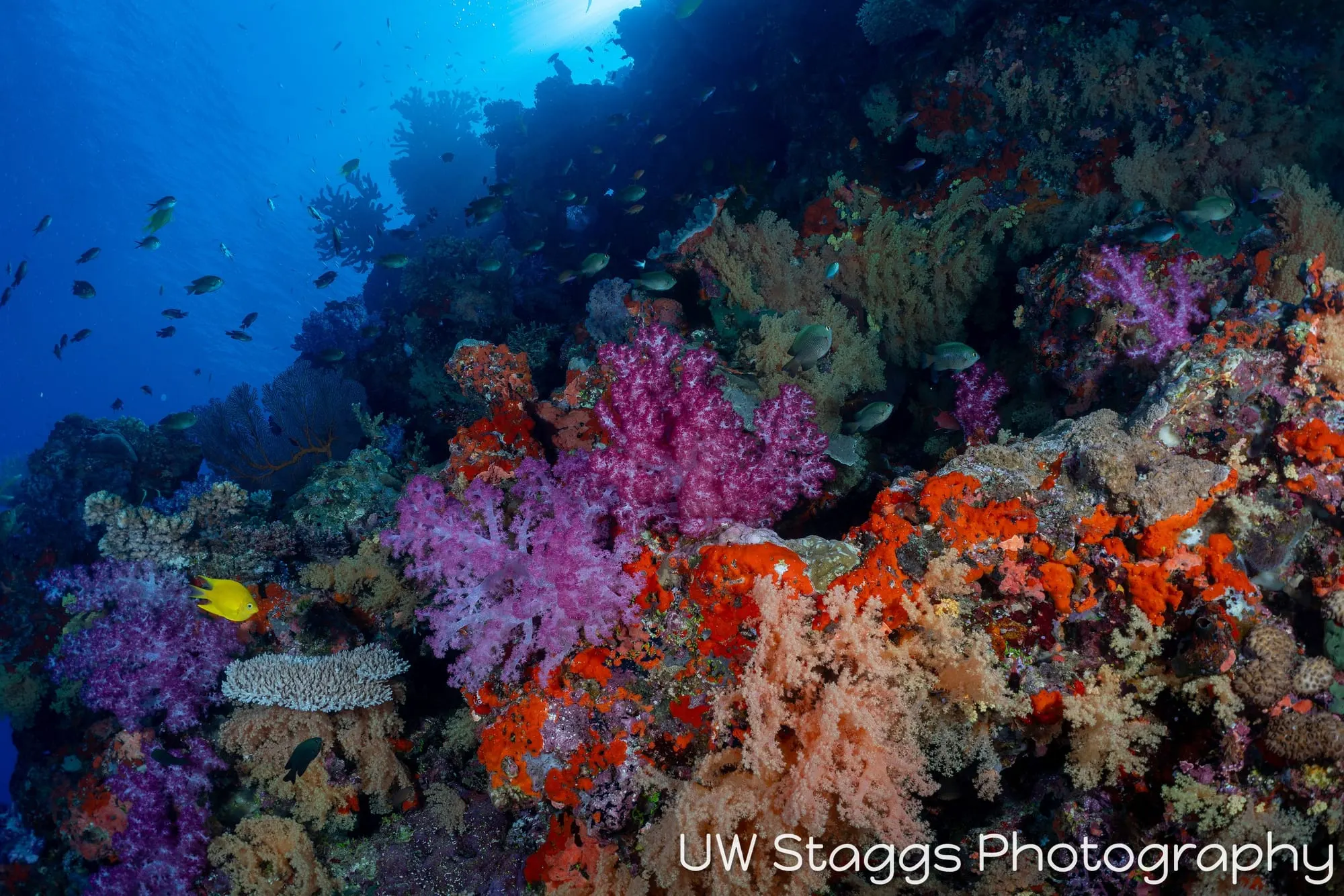 Reef Scene — Bligh Waters, Fiji