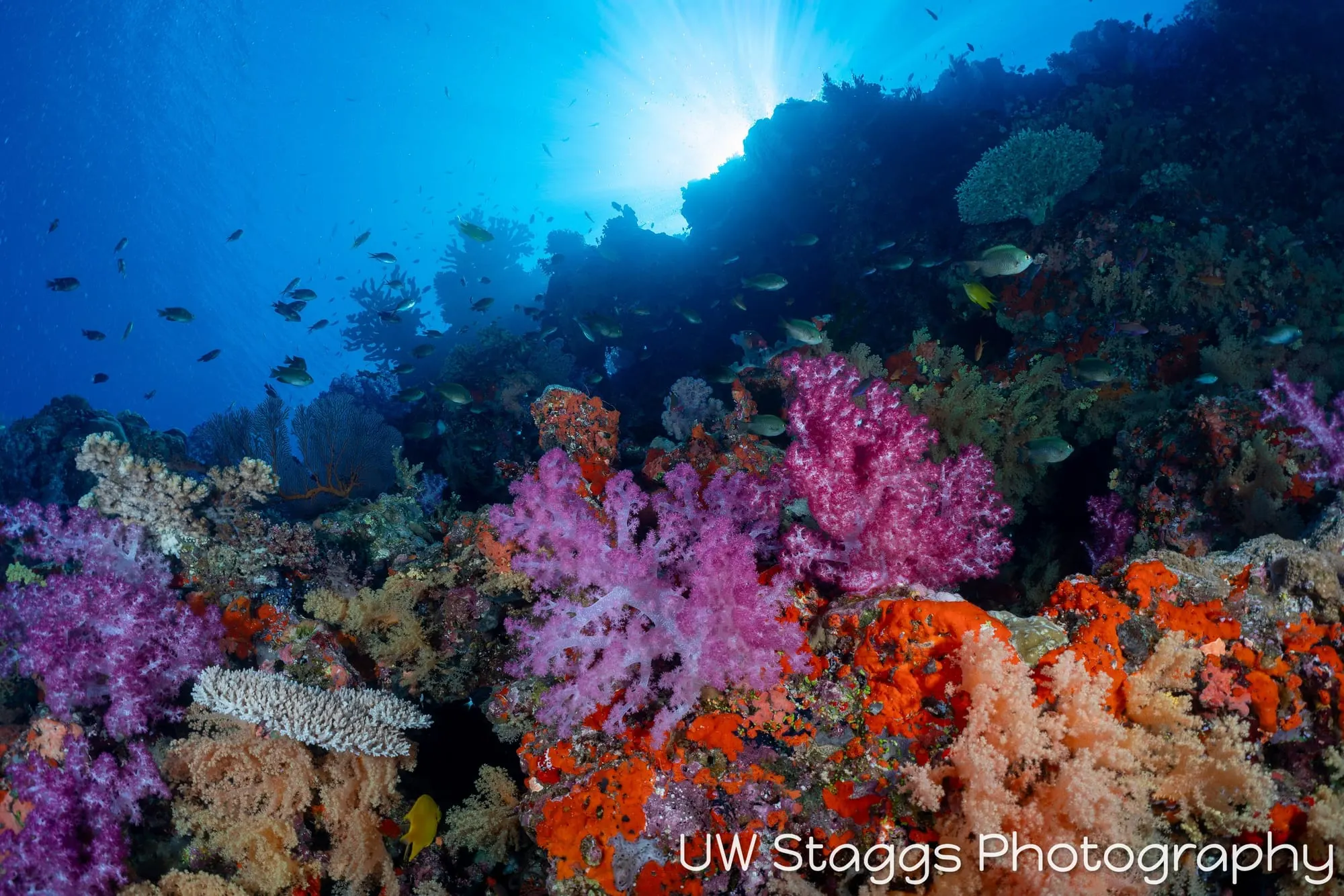 Reef Scene — Bligh Waters, Fiji