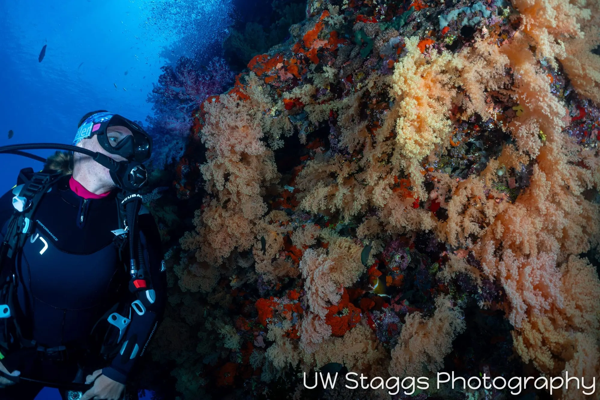 Reef Scene — Bligh Waters, Fiji