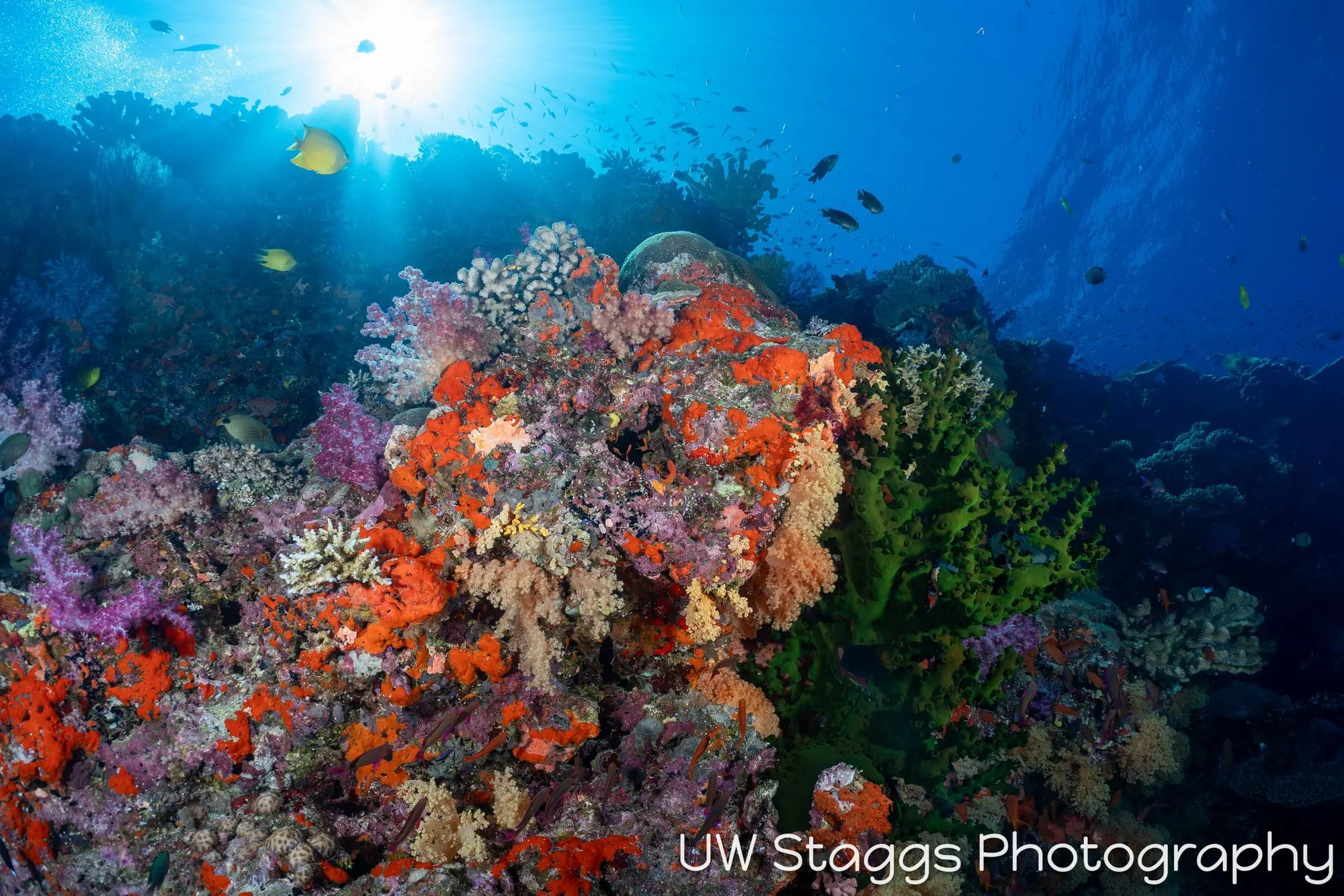 Reef Scene — Bligh Waters, Fiji