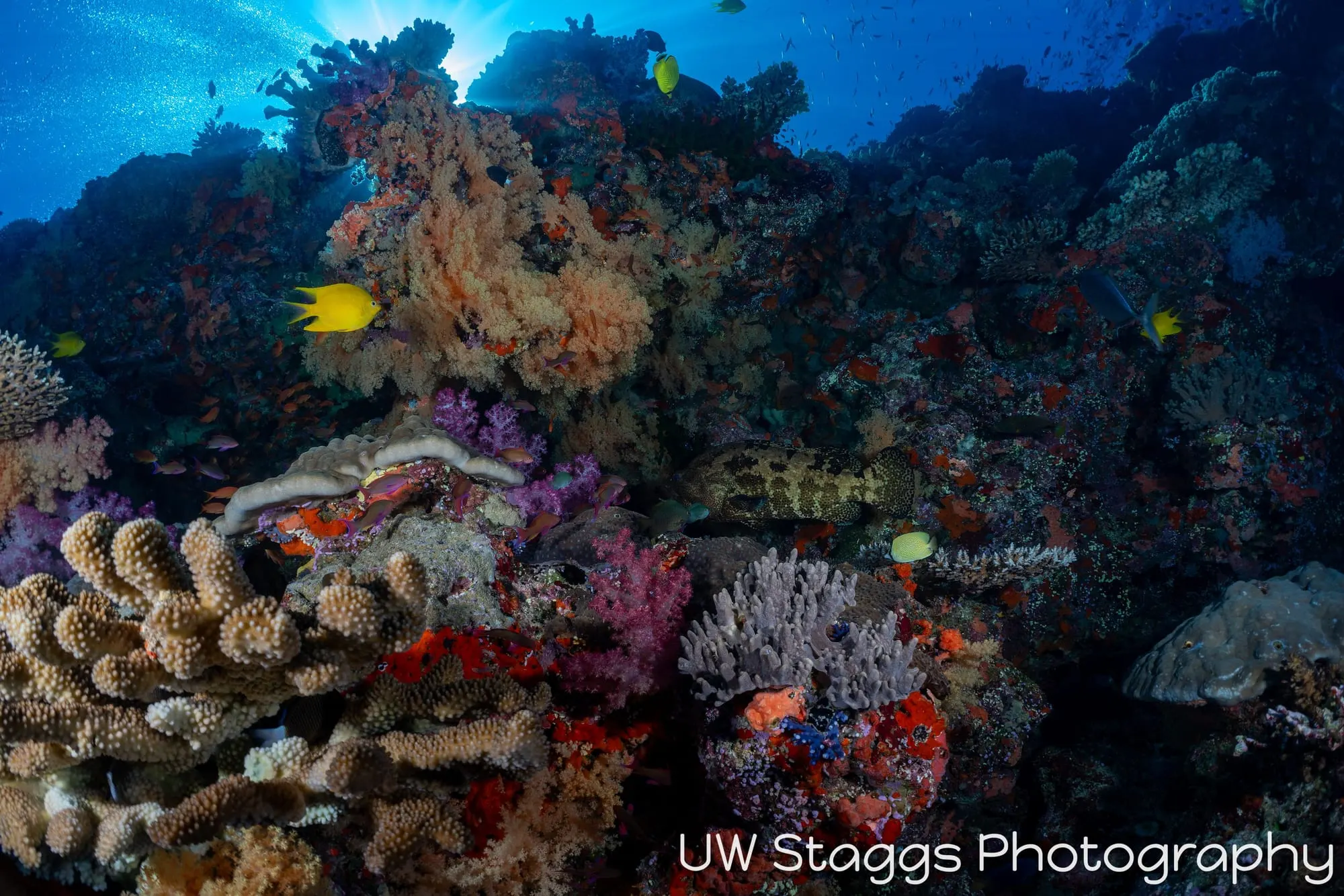Reef Scene — Bligh Waters, Fiji