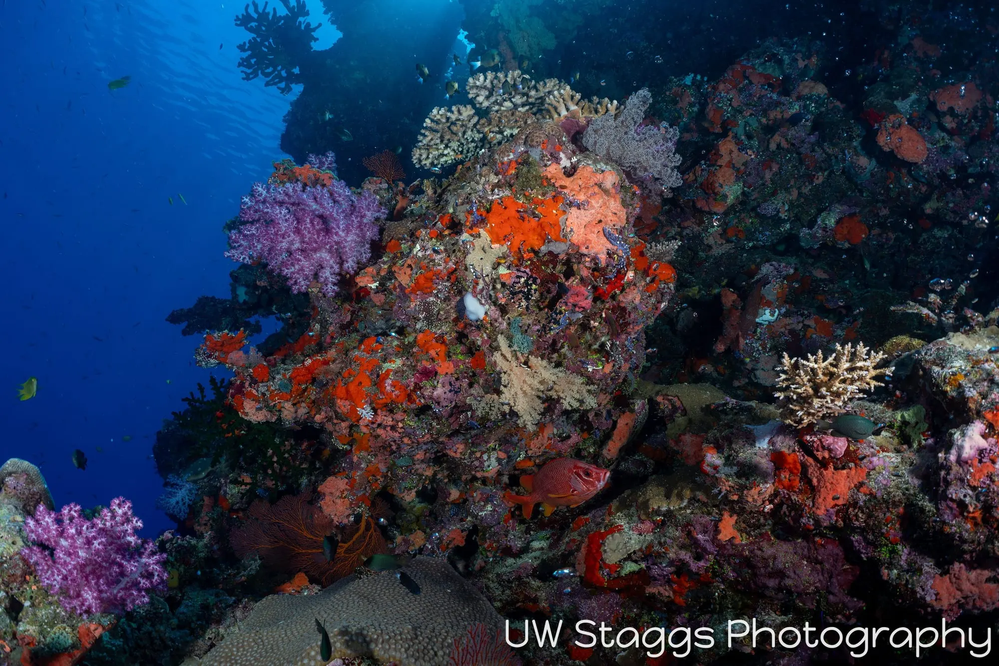 Reef Scene — Bligh Waters, Fiji