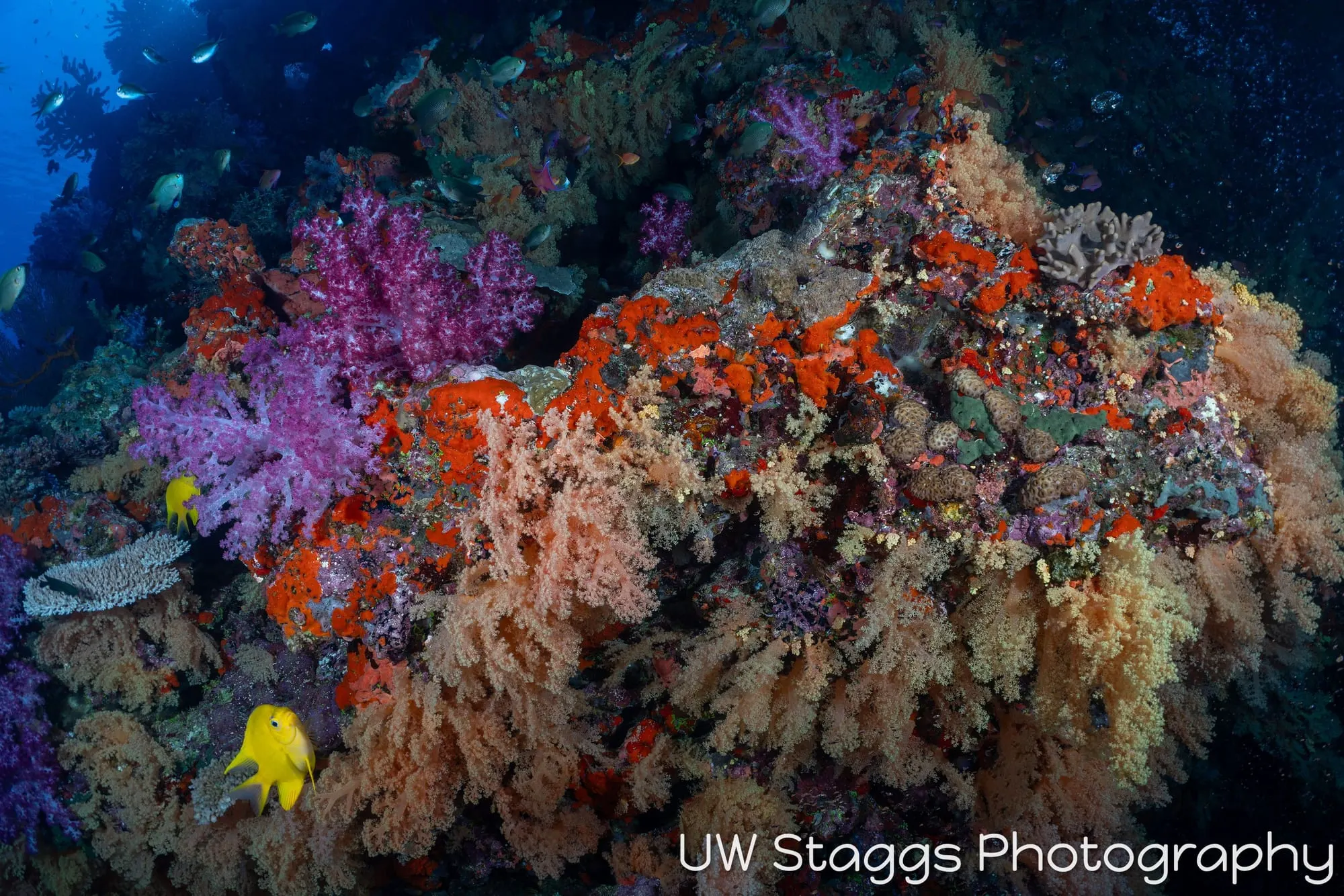 Reef Scene — Bligh Waters, Fiji
