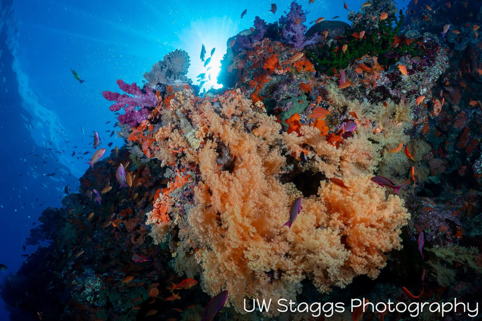 Reef Scene — Bligh Waters, Fiji