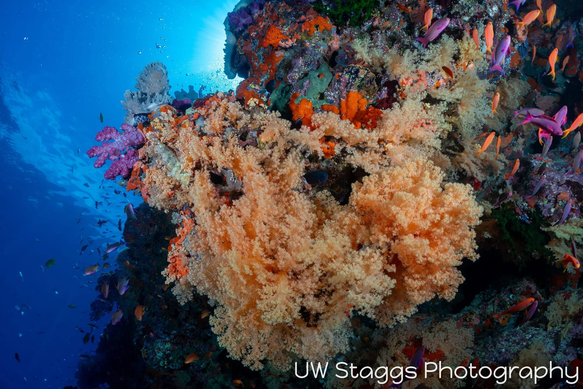 Reef Scene — Bligh Waters, Fiji