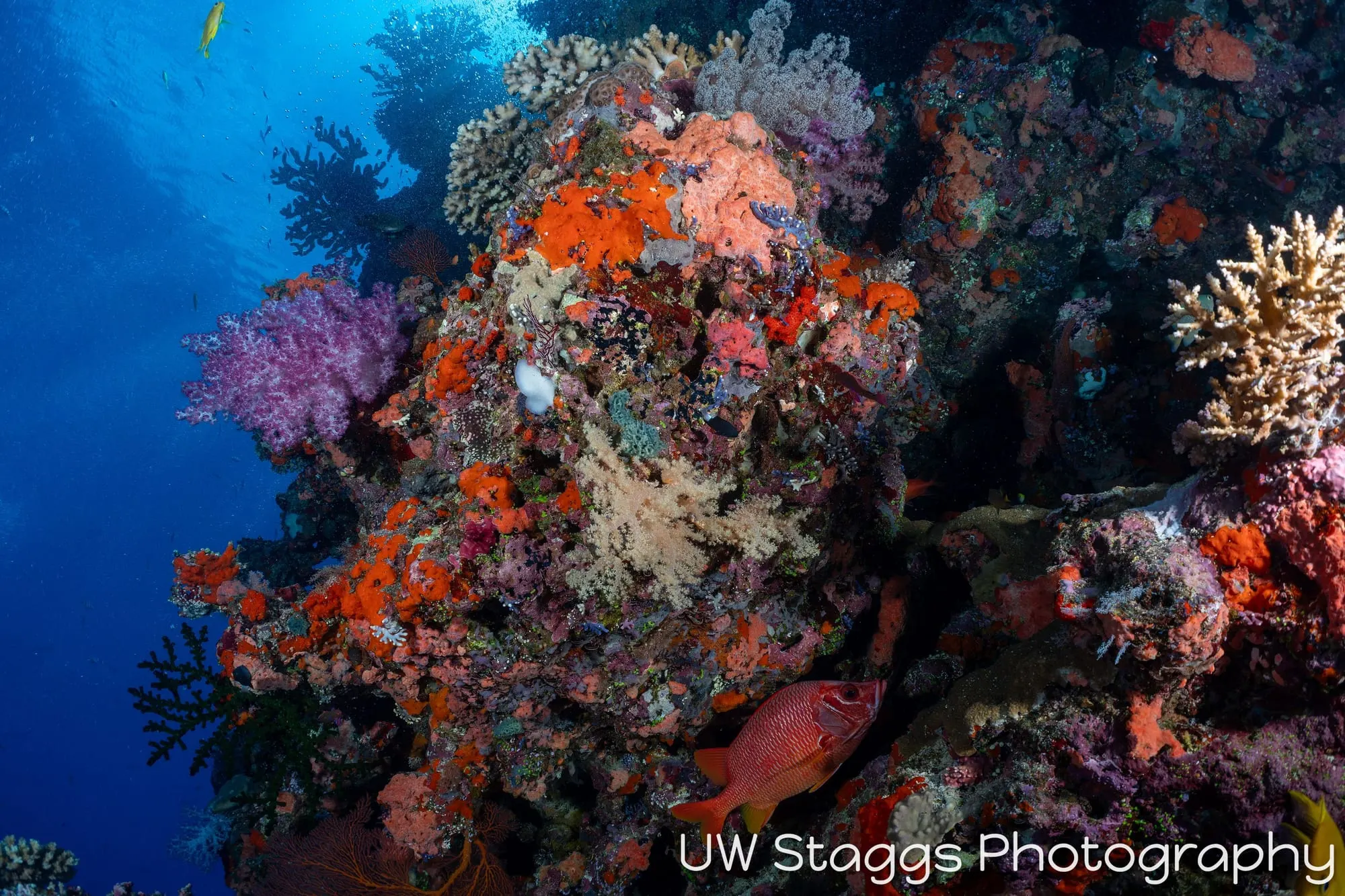 Reef Scene — Bligh Waters, Fiji
