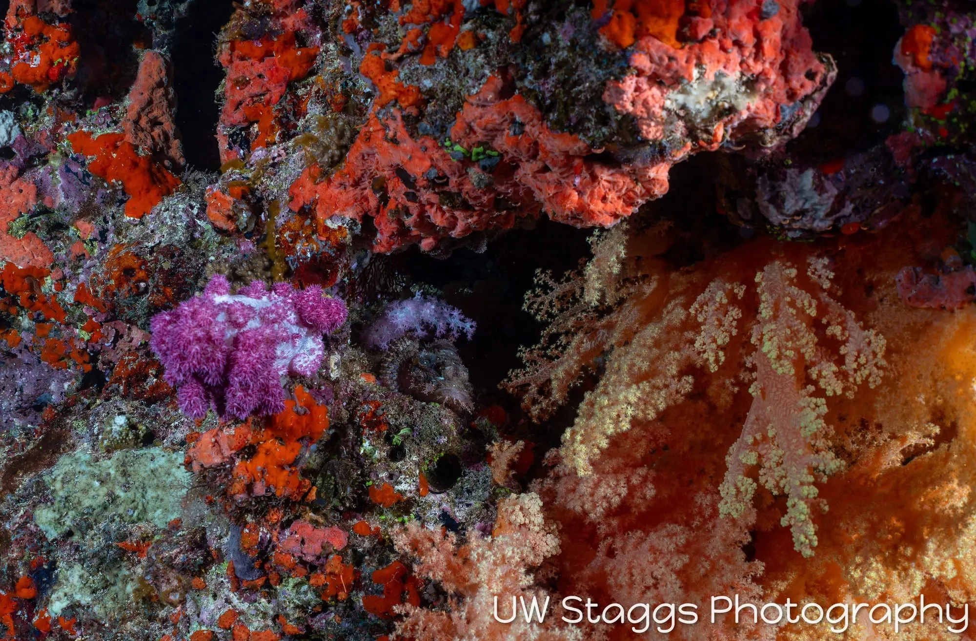 Reef Scene — Bligh Waters, Fiji