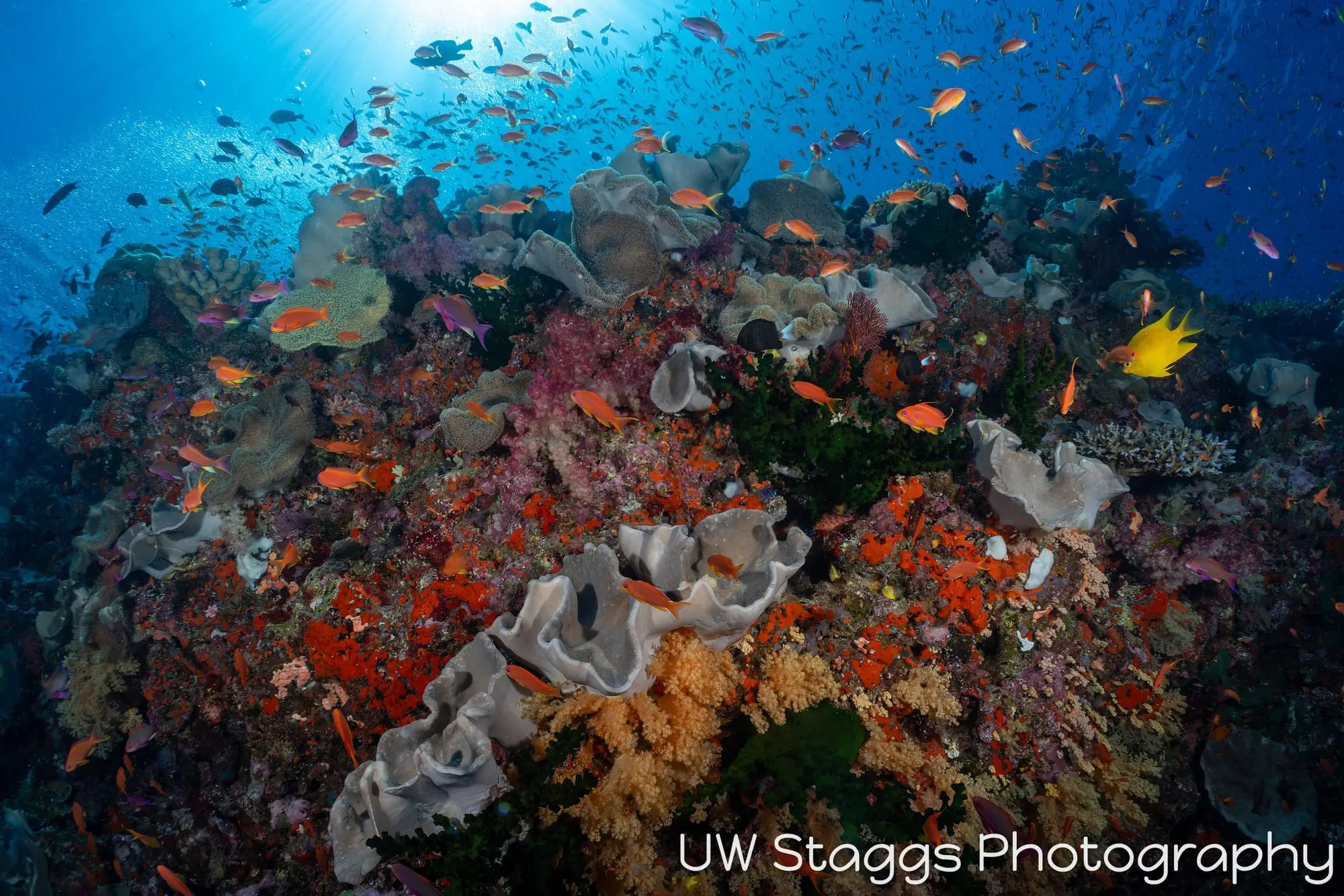 Reef Scene — Bligh Waters, Fiji