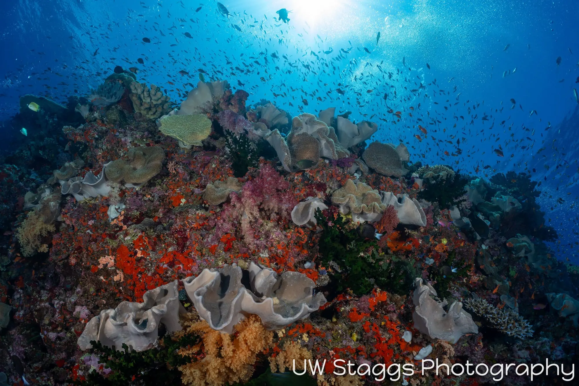 Reef Scene — Bligh Waters, Fiji
