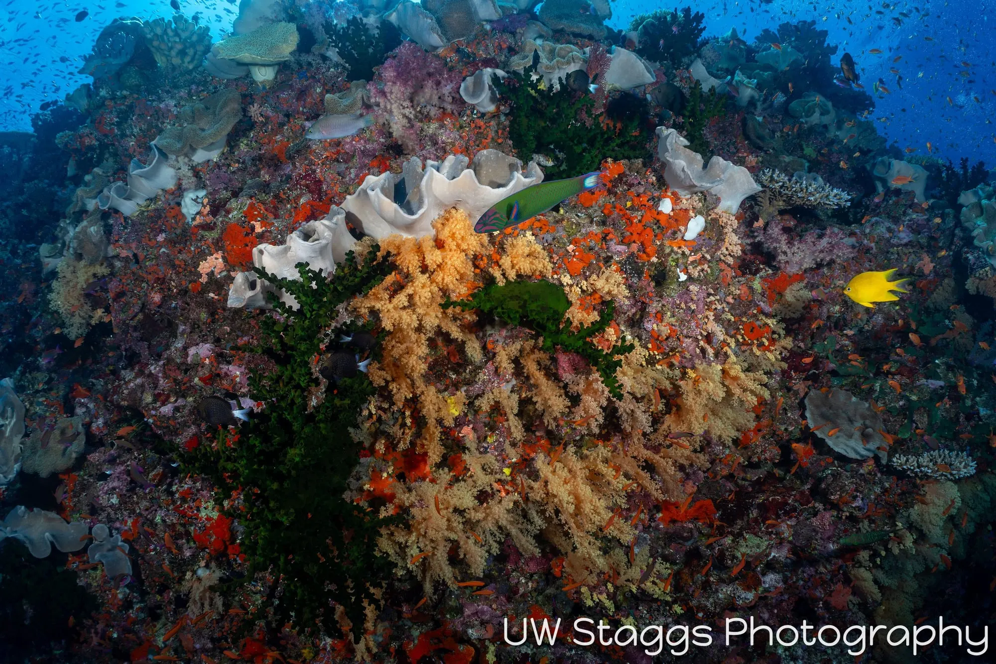 Reef Scene — Bligh Waters, Fiji