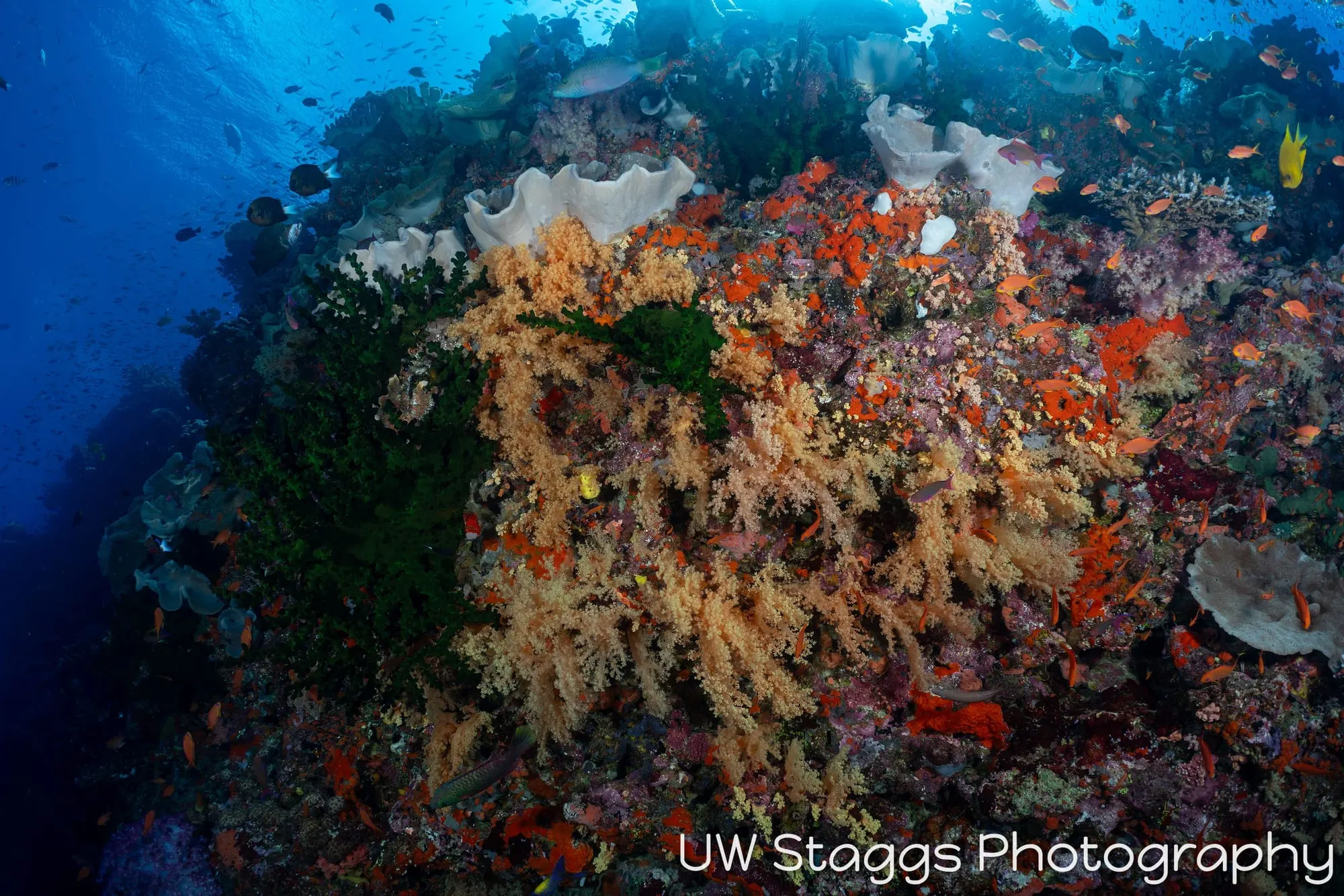 Reef Scene — Bligh Waters, Fiji