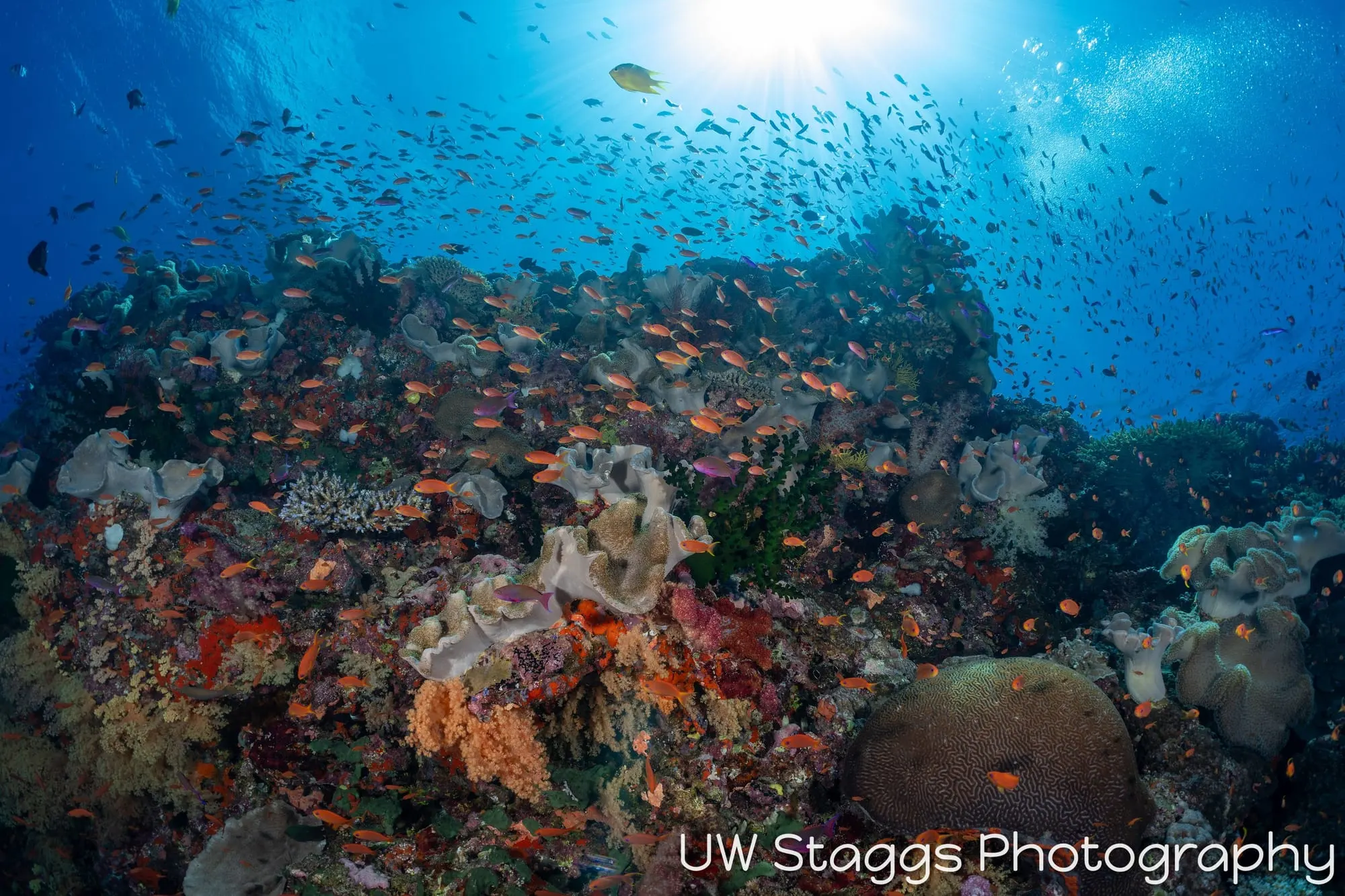 Reef Scene — Bligh Waters, Fiji