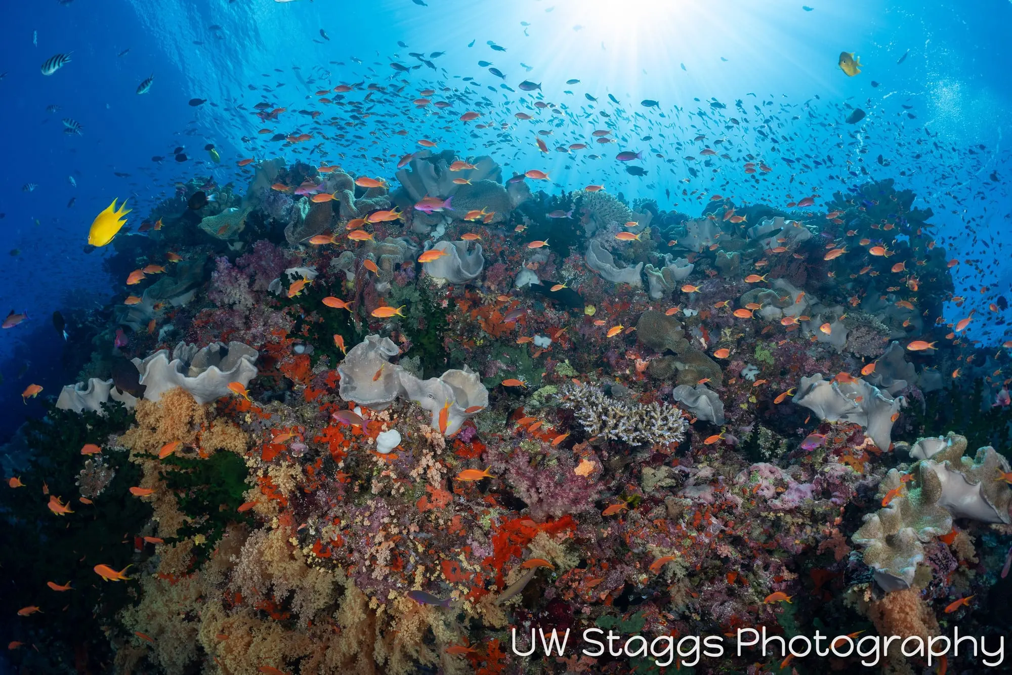 Reef Scene — Bligh Waters, Fiji