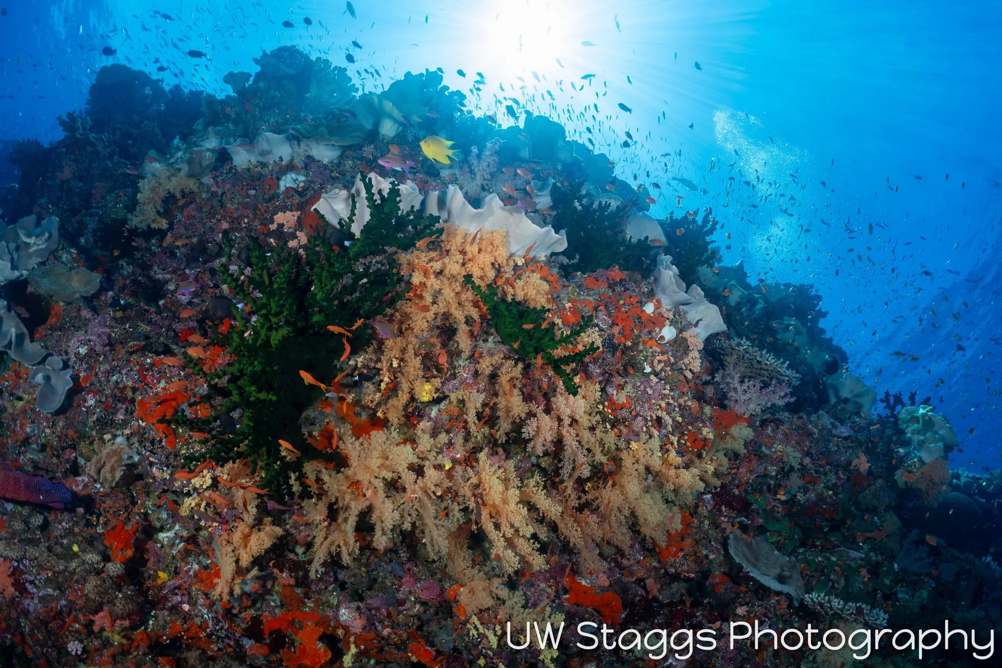 Reef Scene — Bligh Waters, Fiji