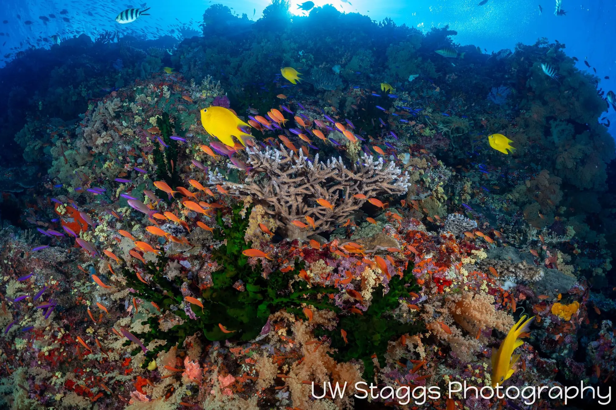 Reef Scene — Bligh Waters, Fiji