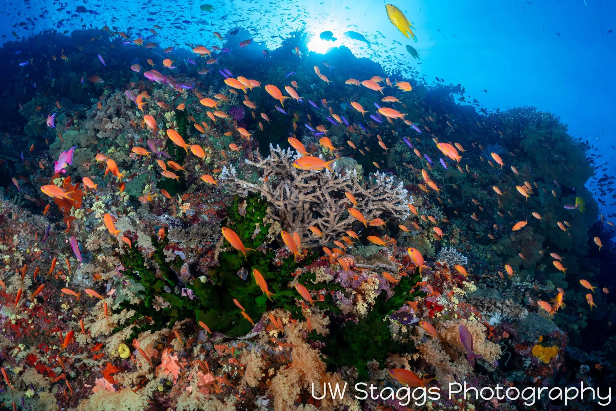 Reef Scene — Bligh Waters, Fiji