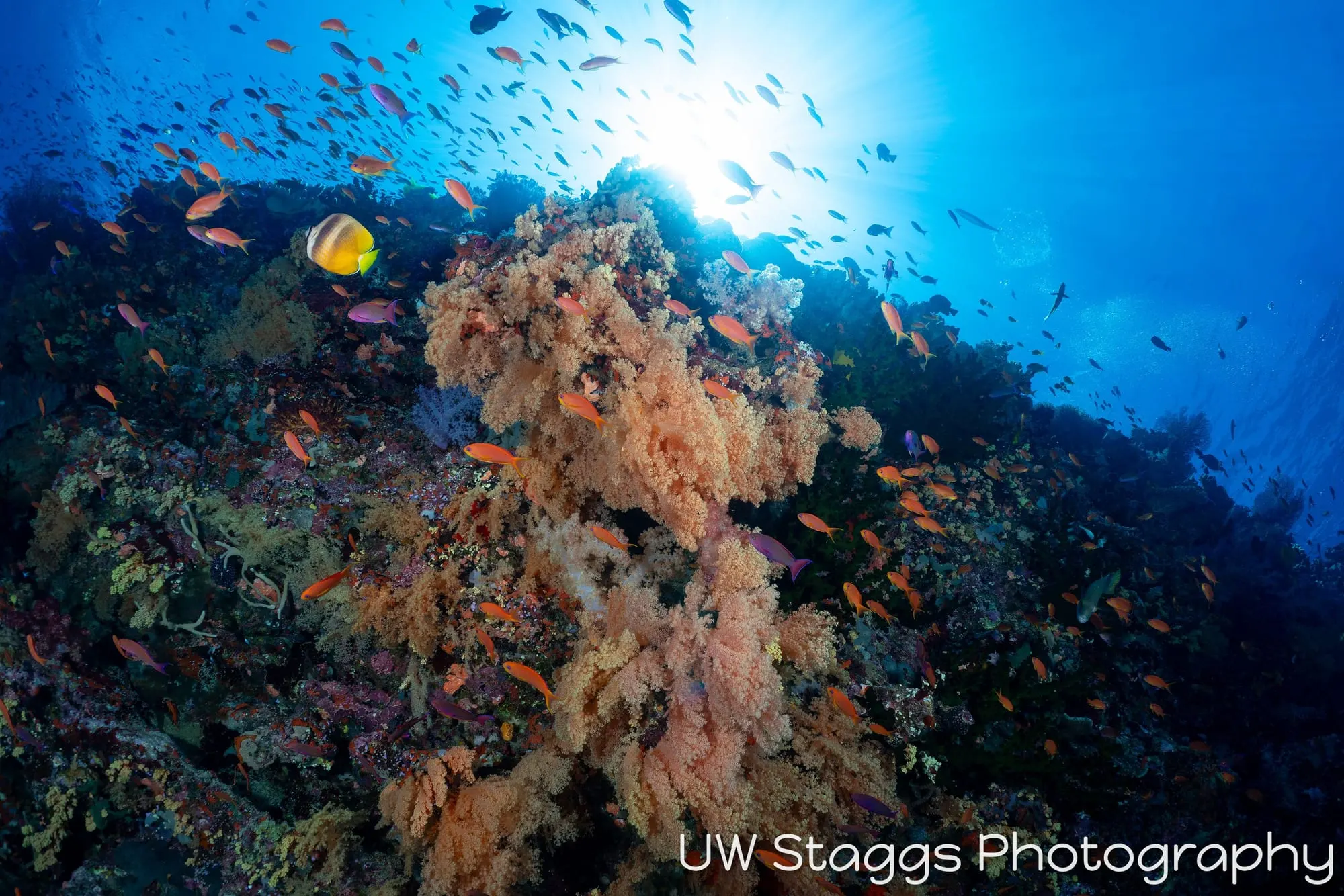 Reef Scene — Bligh Waters, Fiji