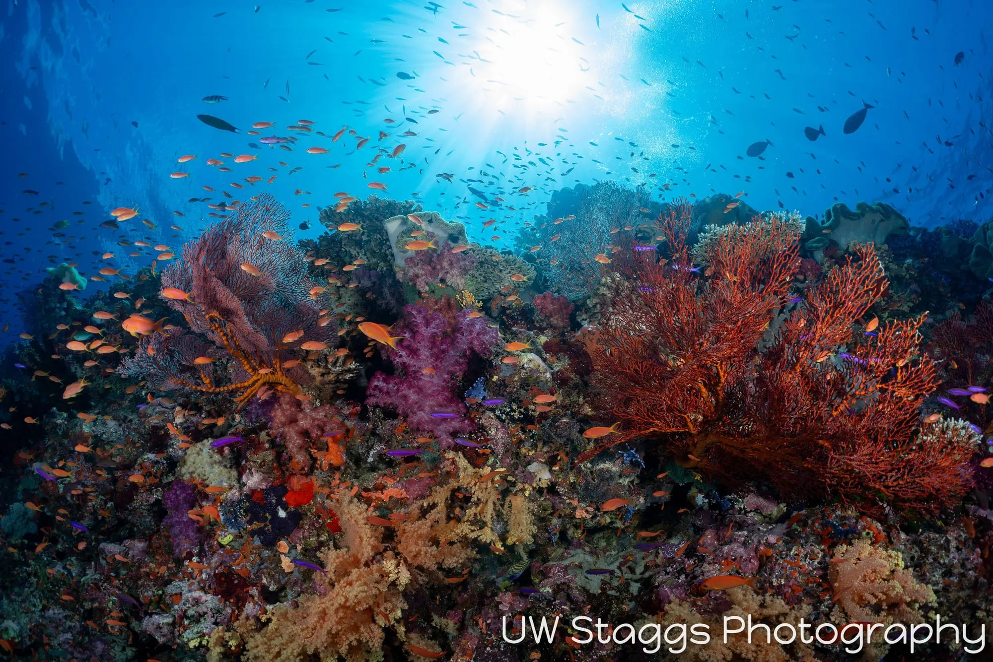 Reef Scene — Bligh Waters, Fiji