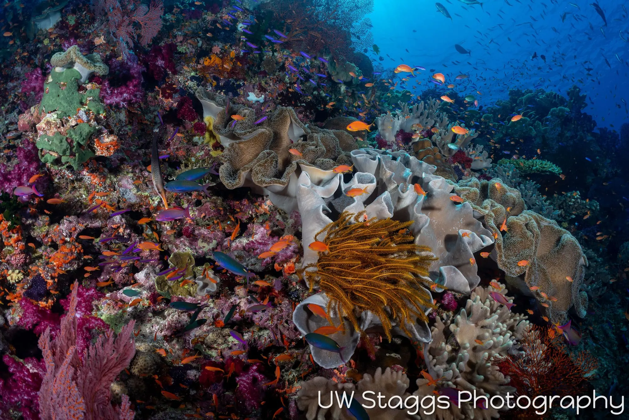 Reef Scene — Bligh Waters, Fiji