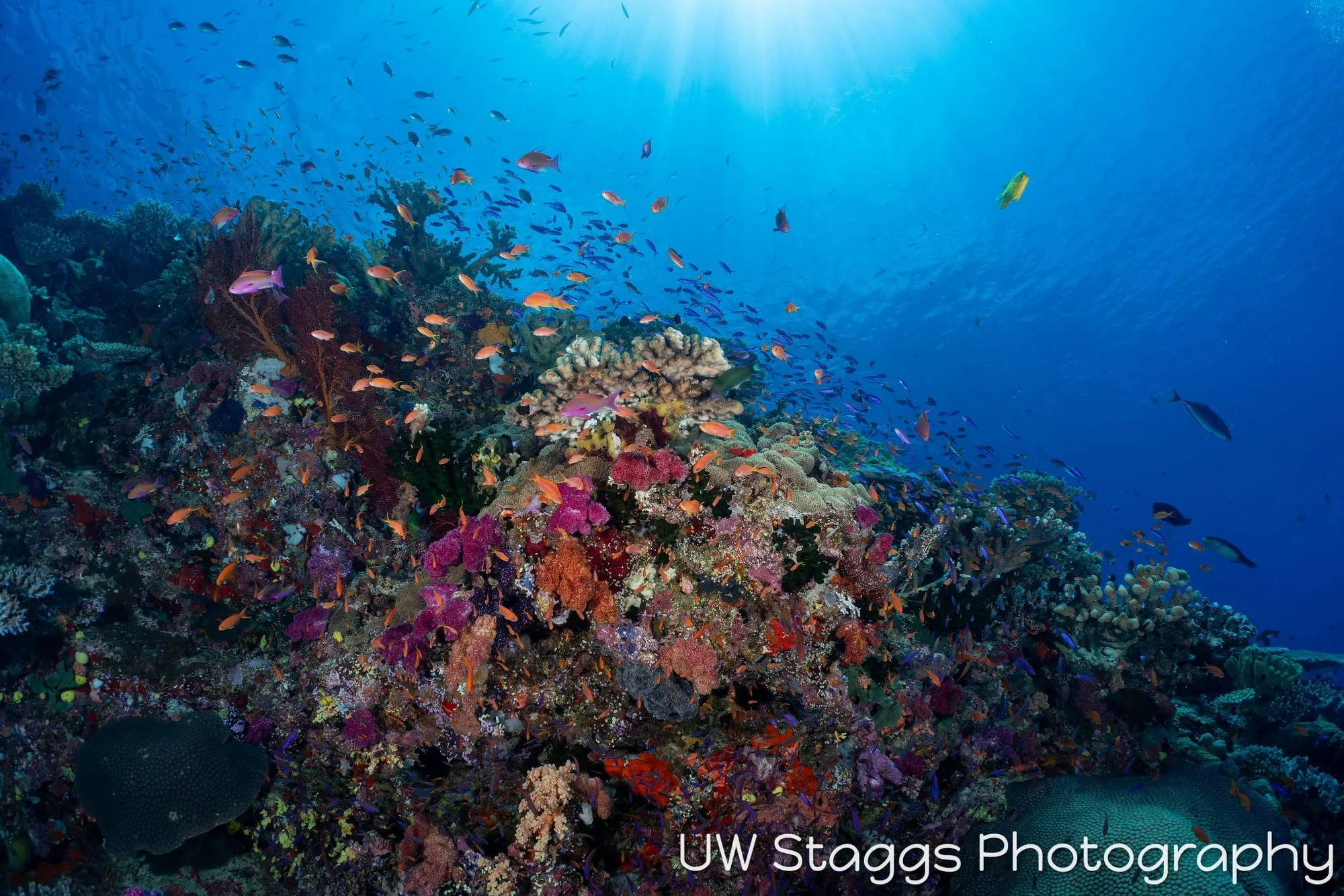 Reef Scene — Bligh Waters, Fiji