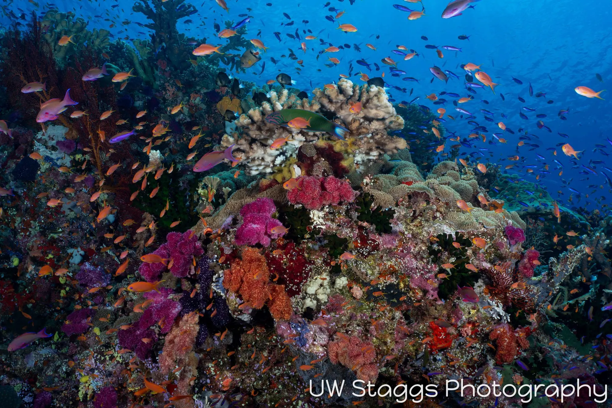 Reef Scene — Bligh Waters, Fiji