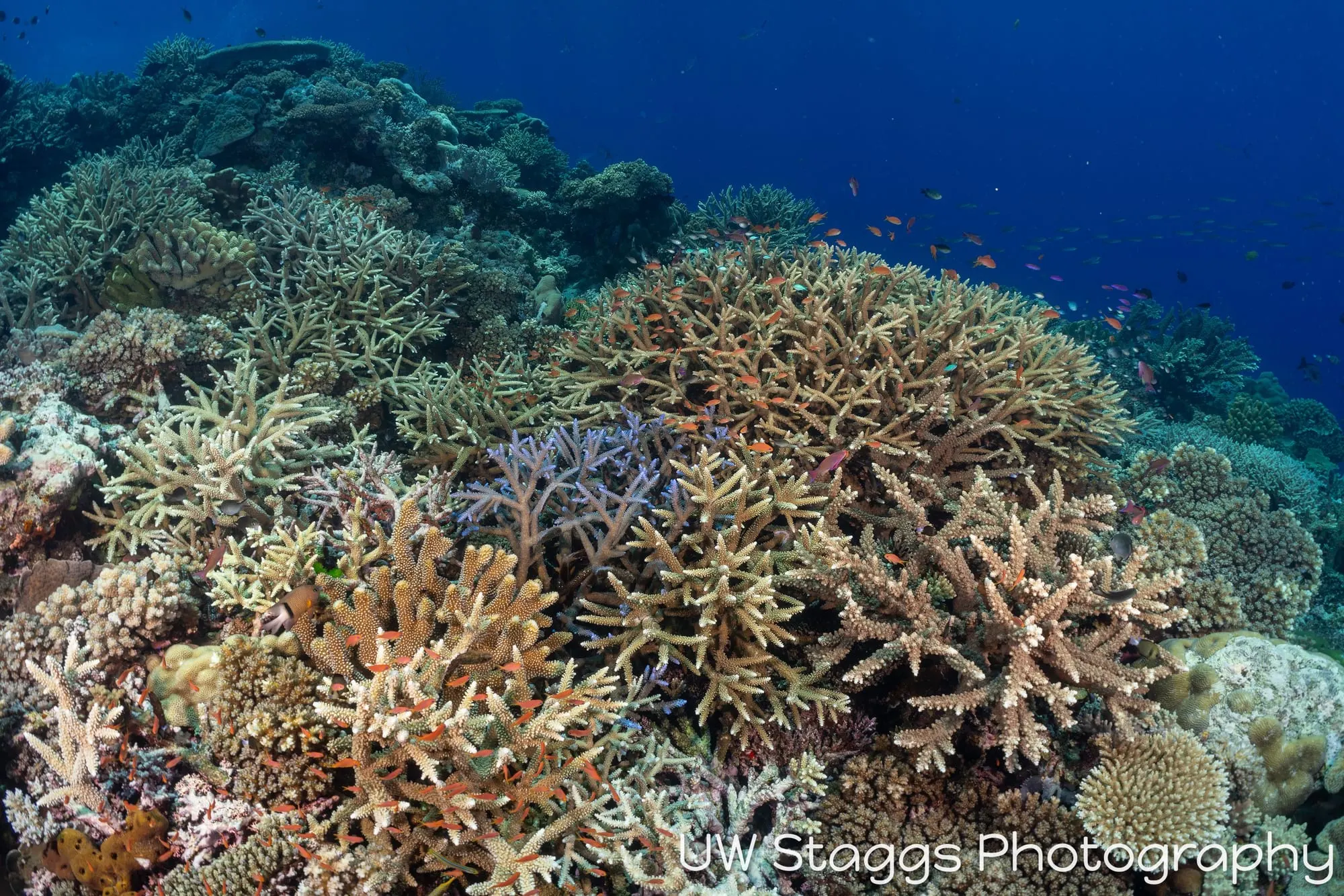 Reef Scene — Bligh Waters, Fiji