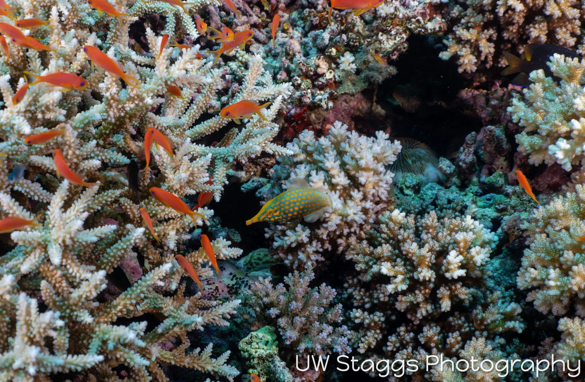 Reef Scene — Bligh Waters, Fiji