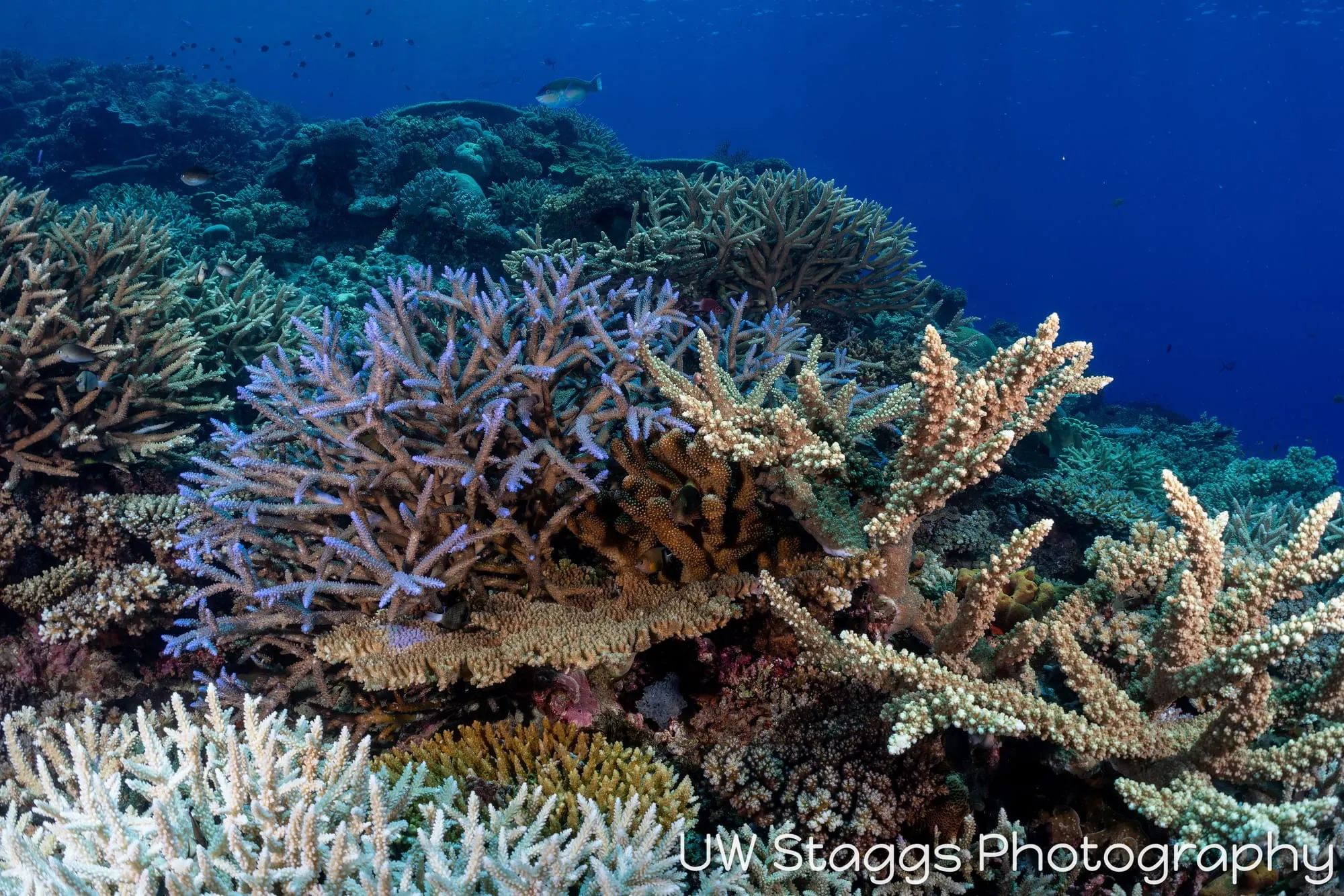 Reef Scene — Bligh Waters, Fiji