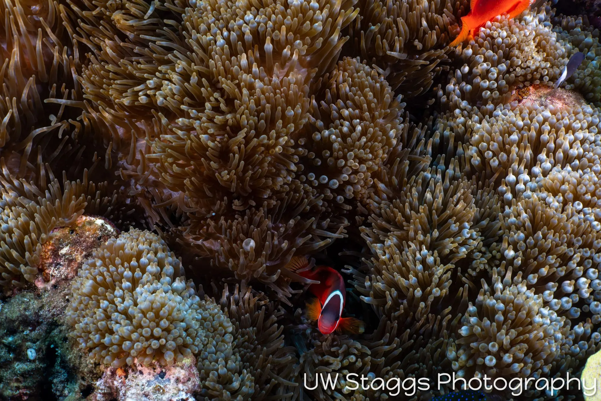 Reef Scene — Bligh Waters, Fiji