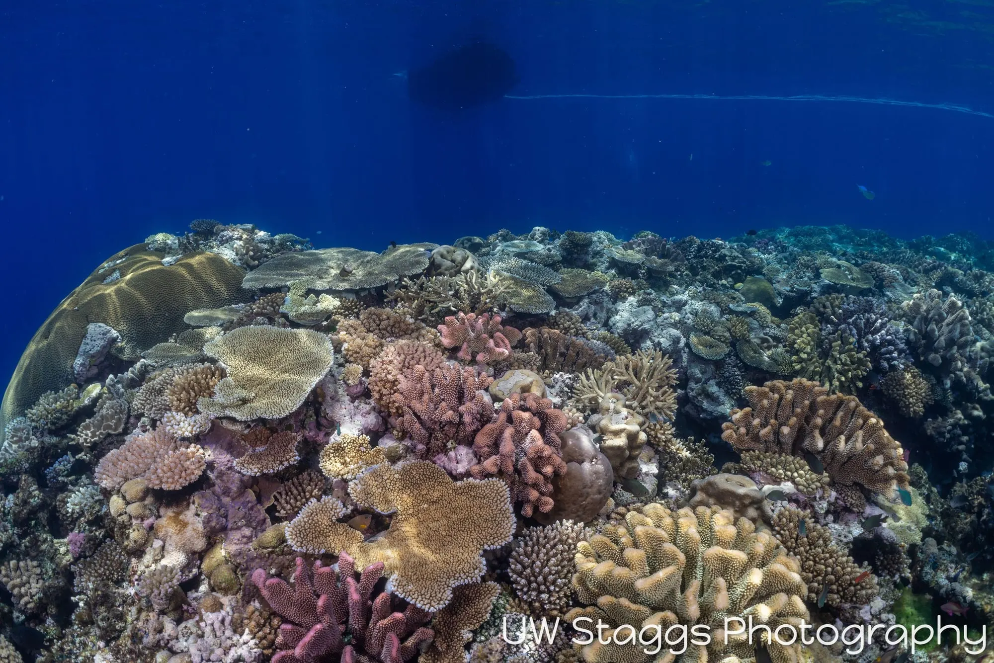 Reef Scene — Bligh Waters, Fiji