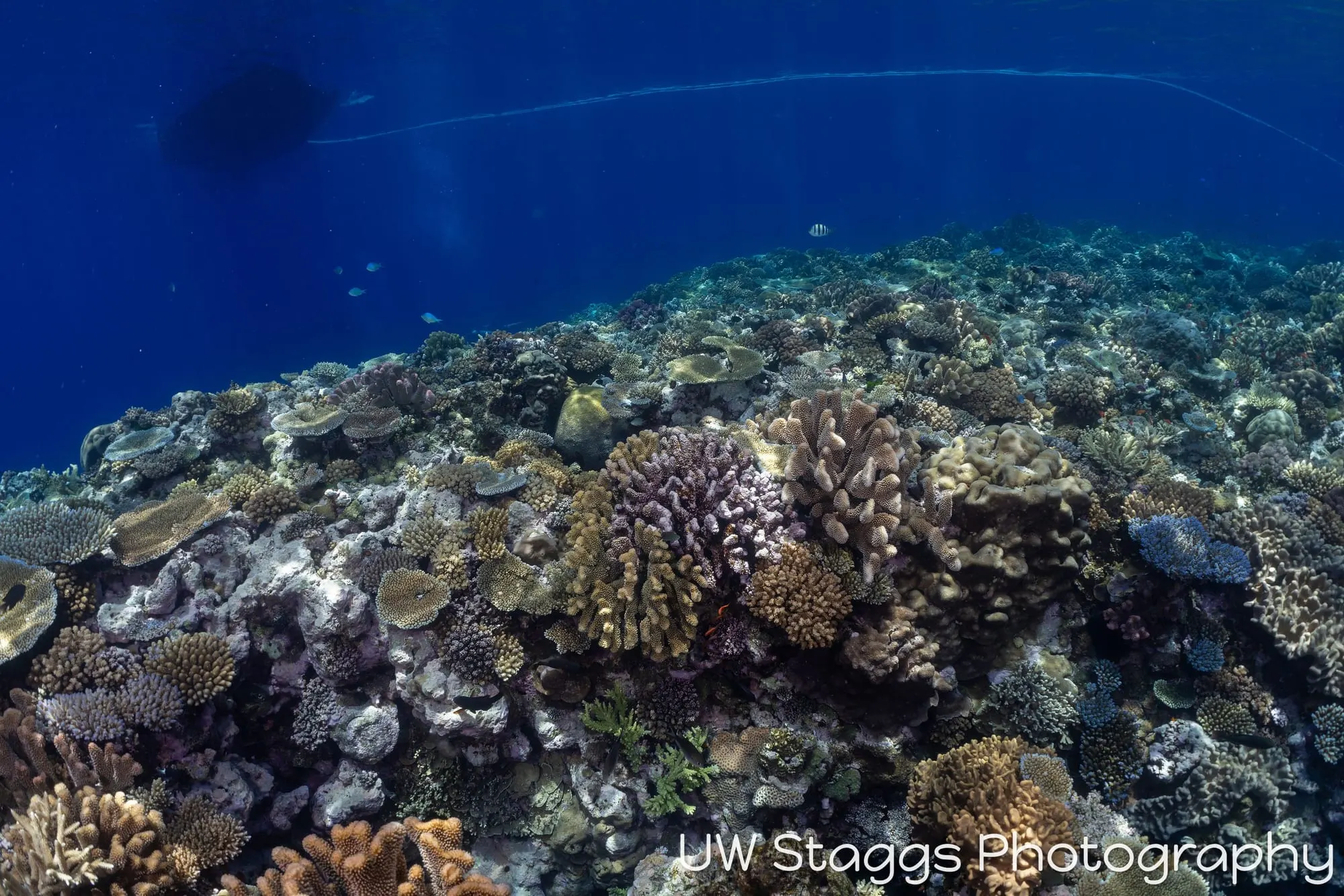 Reef Scene — Bligh Waters, Fiji