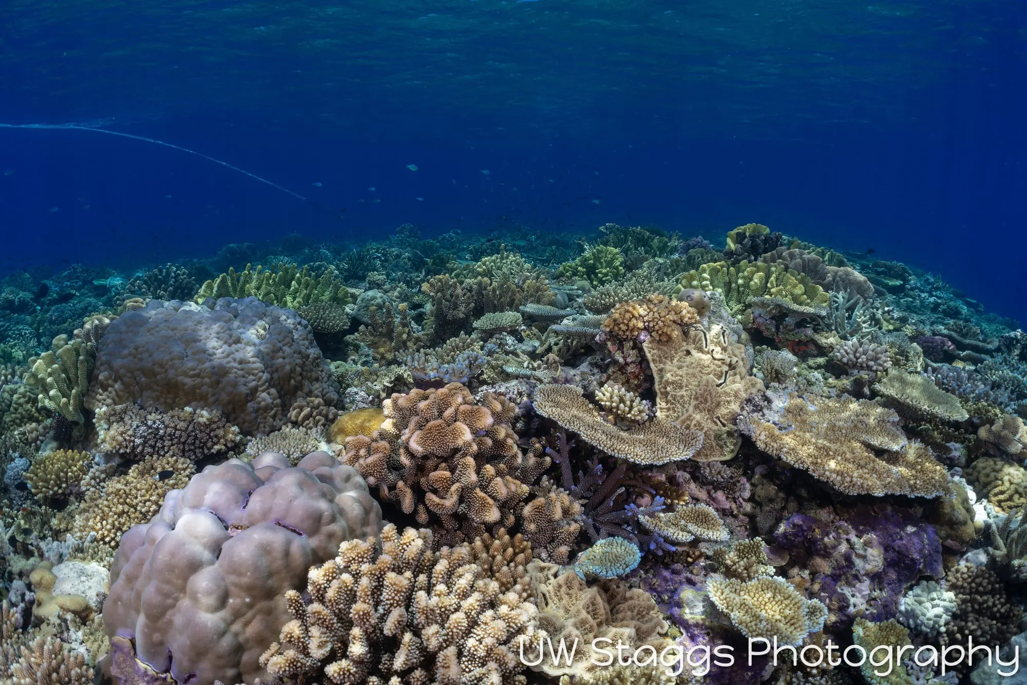 Reef Scene — Bligh Waters, Fiji