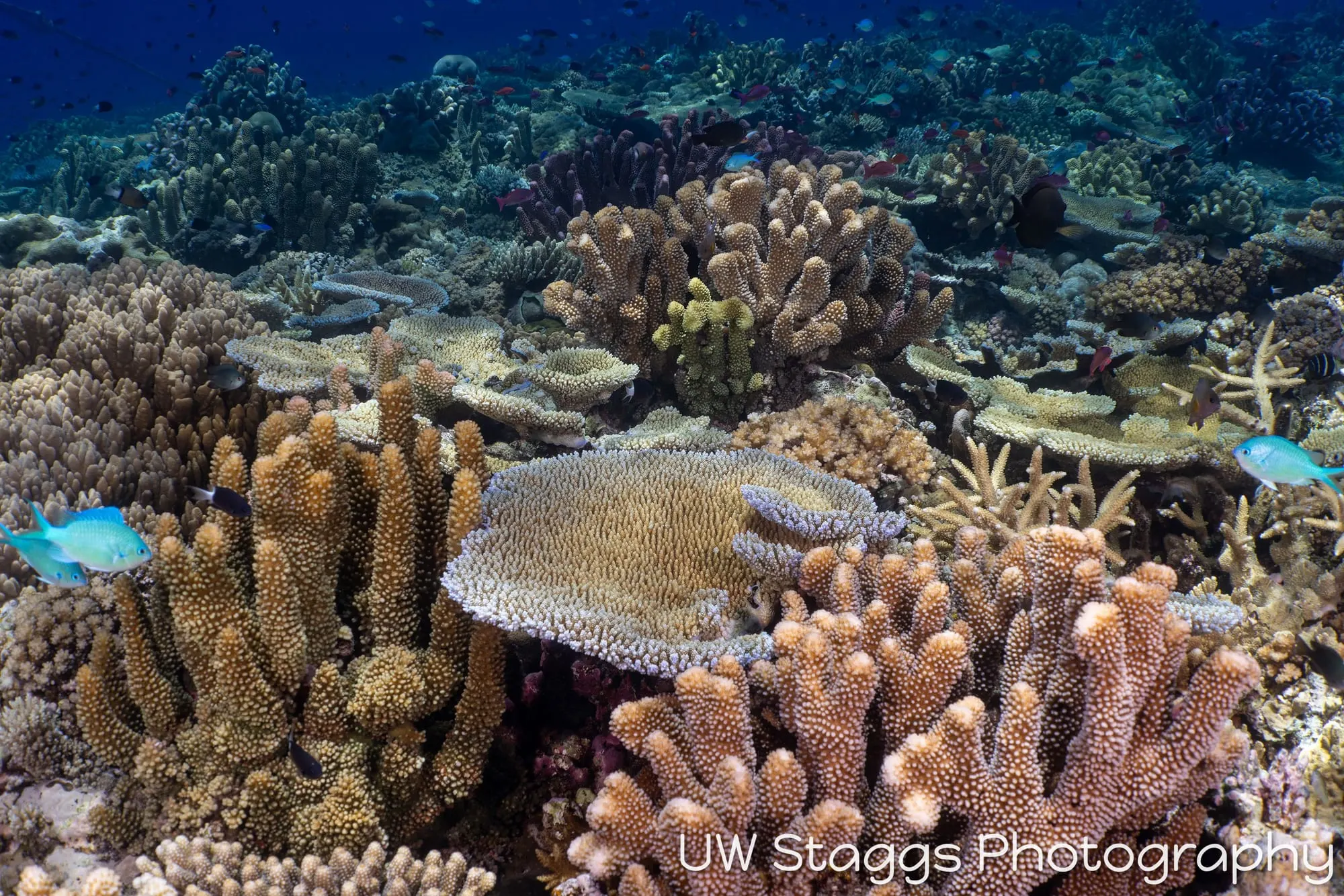 Reef Scene — Bligh Waters, Fiji