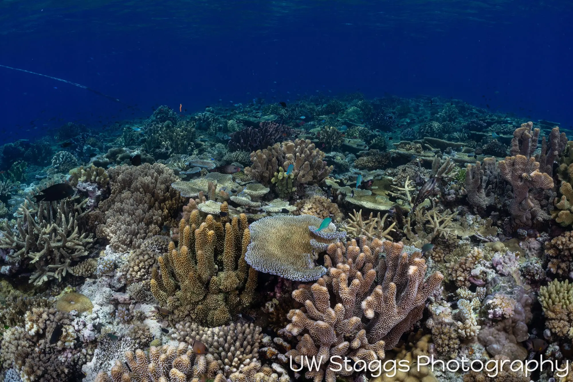 Reef Scene — Bligh Waters, Fiji