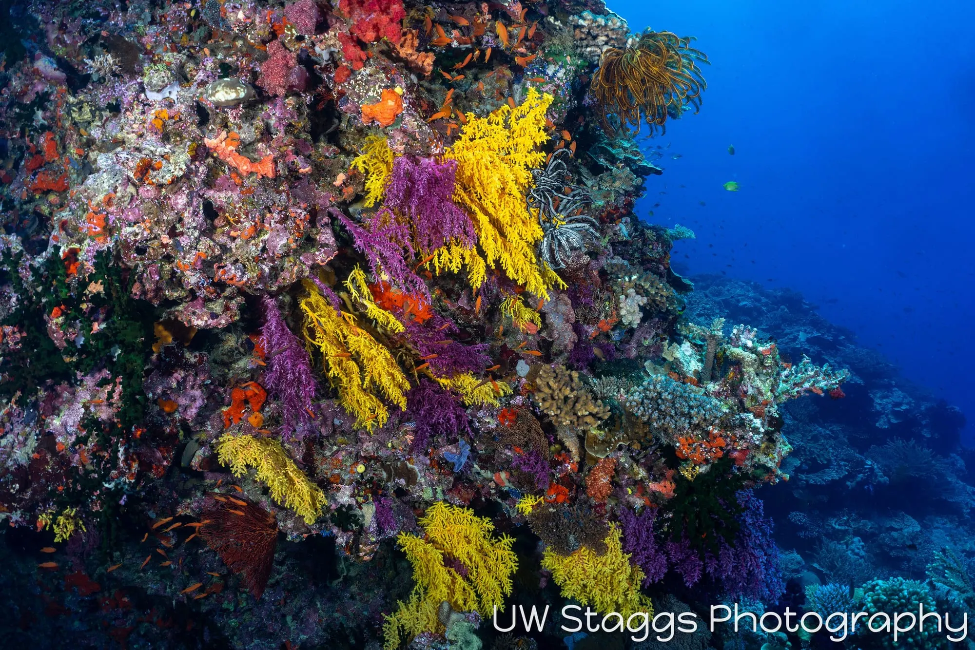 Reef Scene — Bligh Waters, Fiji