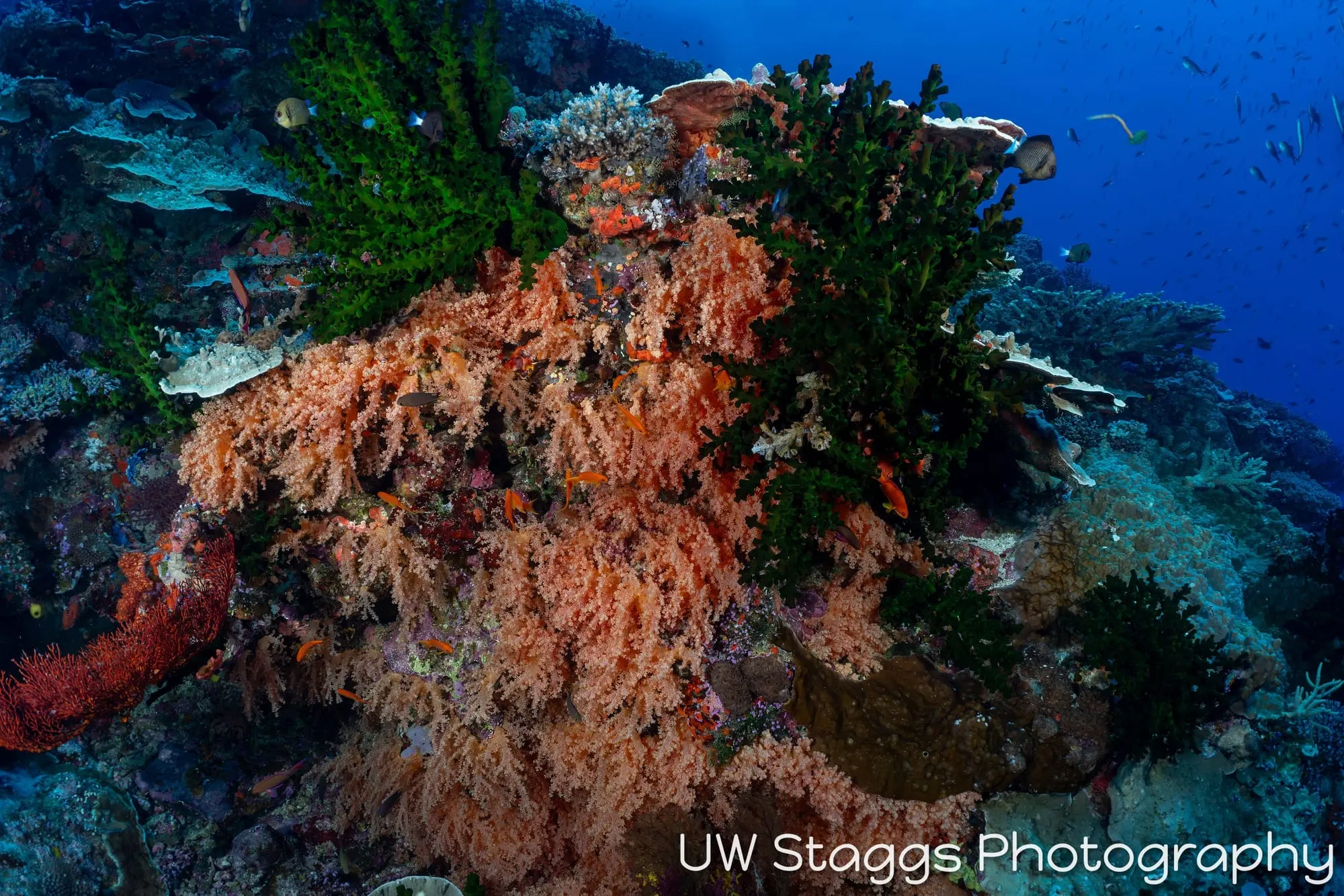 Reef Scene — Bligh Waters, Fiji