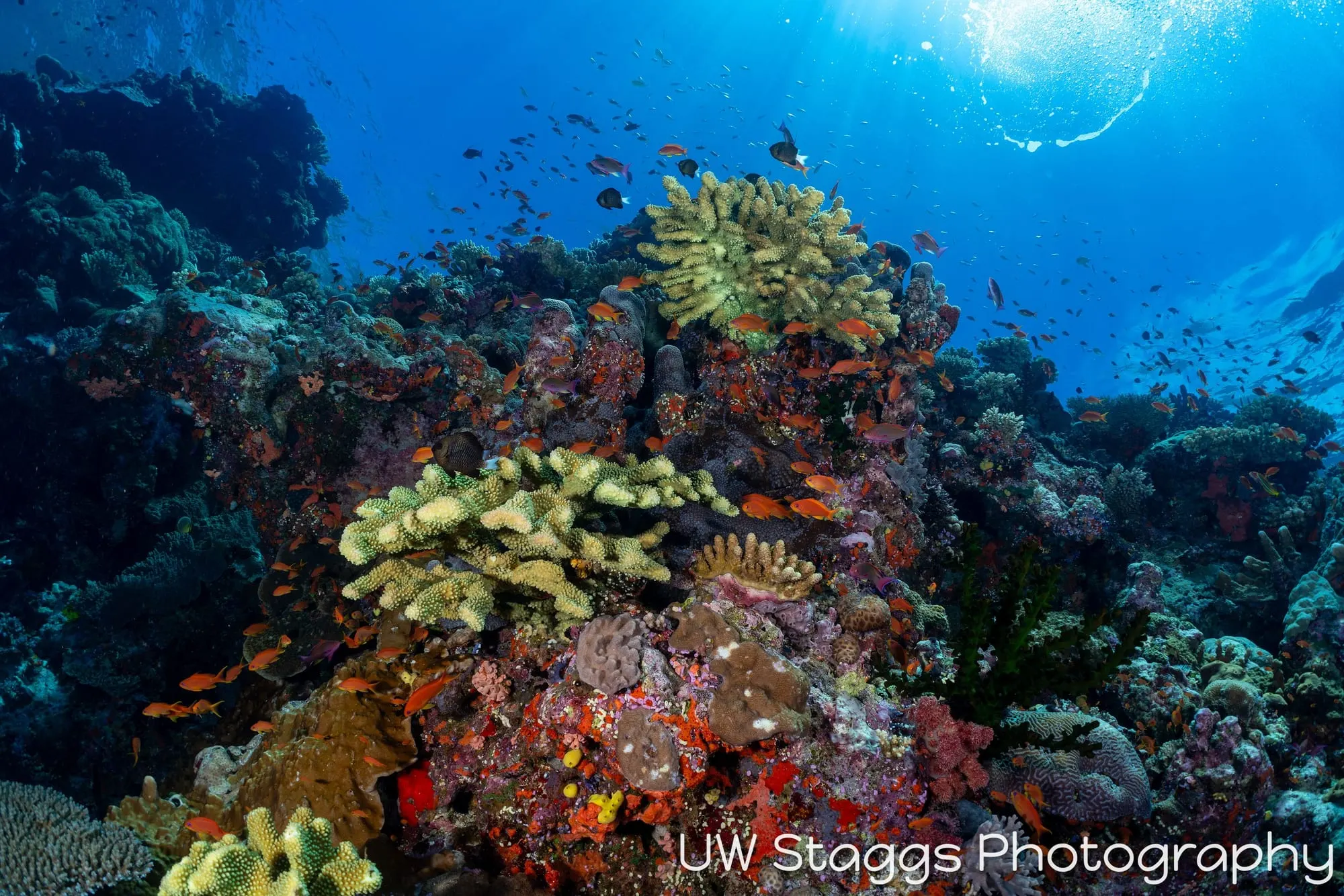 Reef Scene — Bligh Waters, Fiji