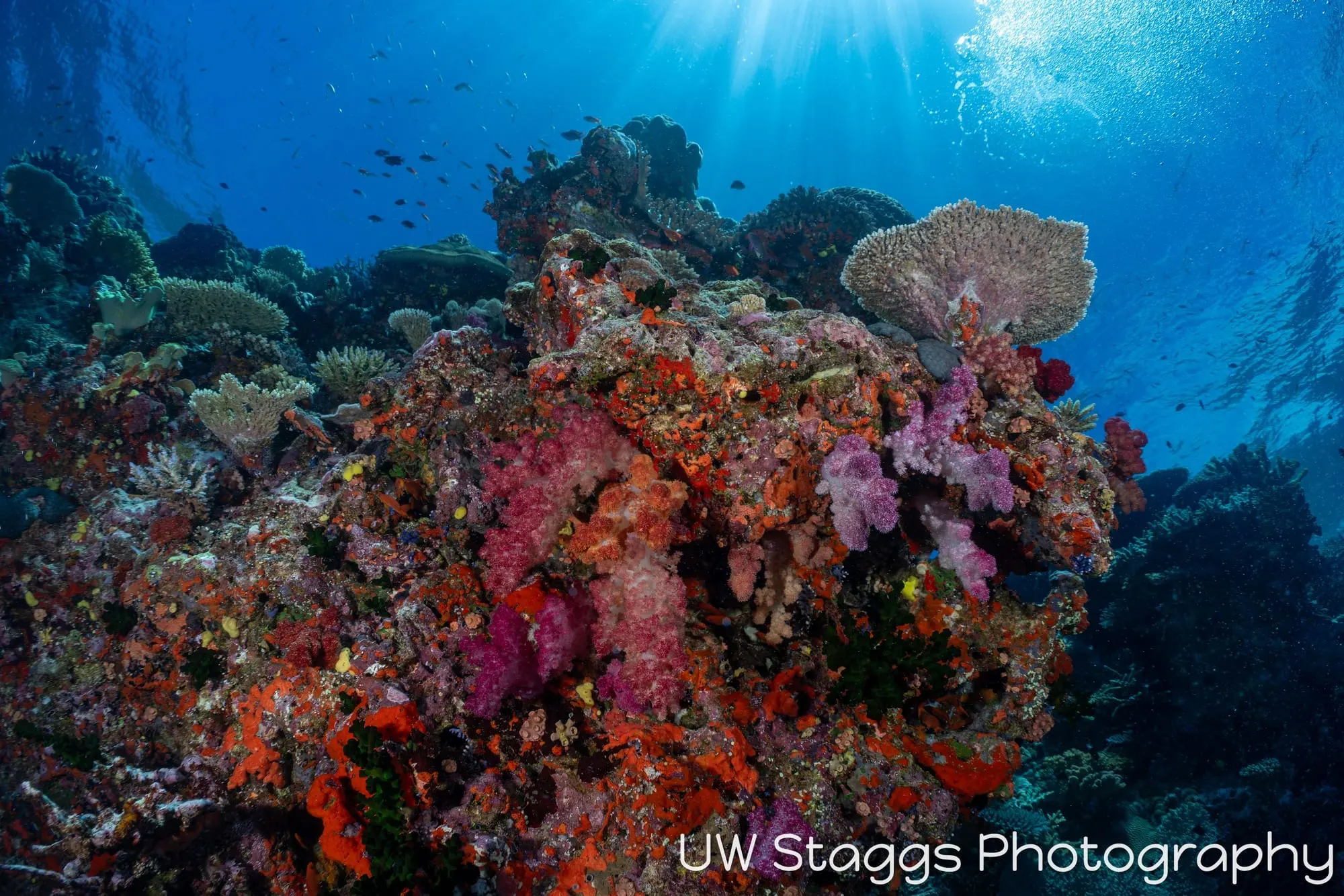 Reef Scene — Bligh Waters, Fiji