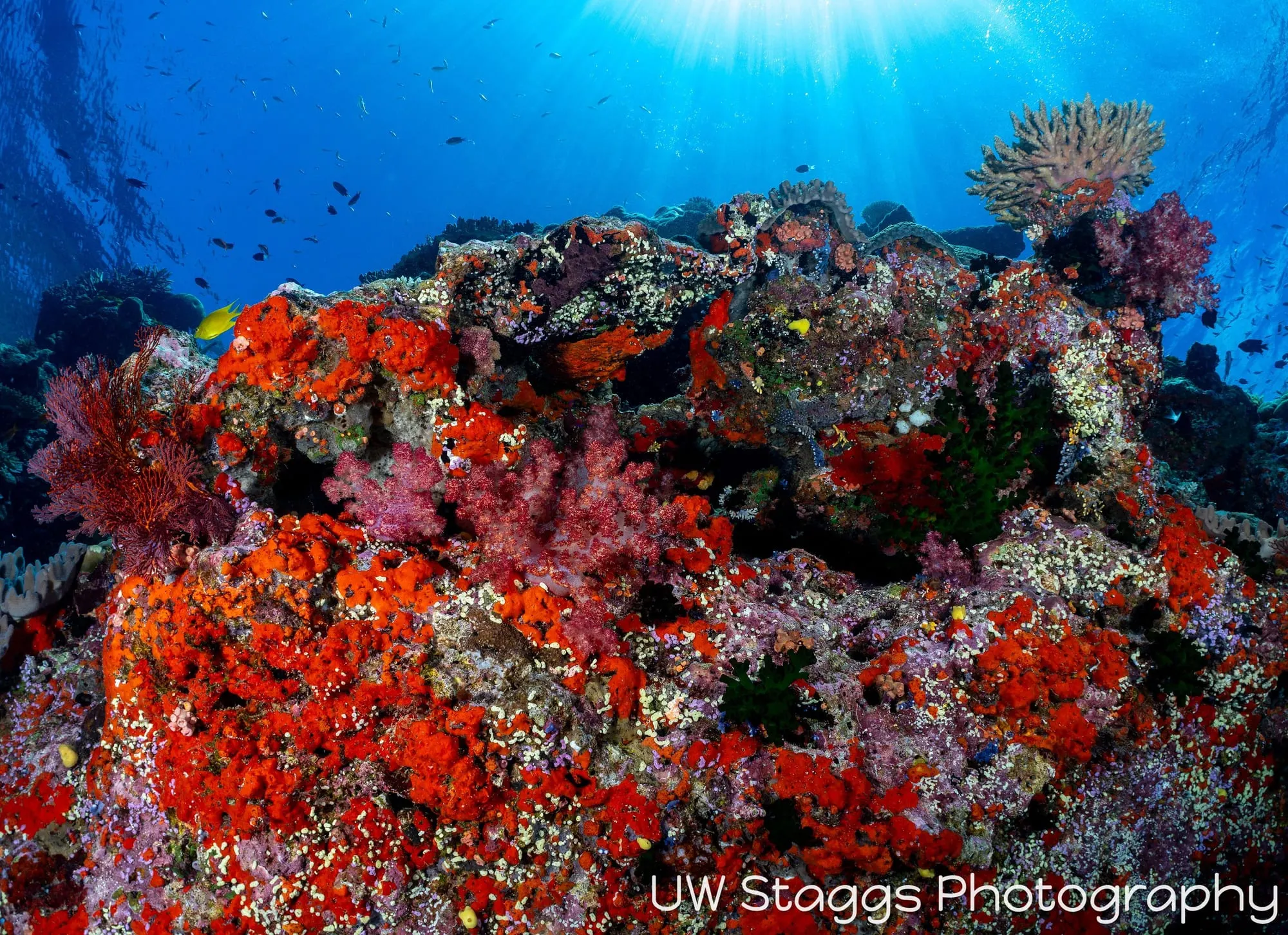 Reef Scene — Bligh Waters, Fiji