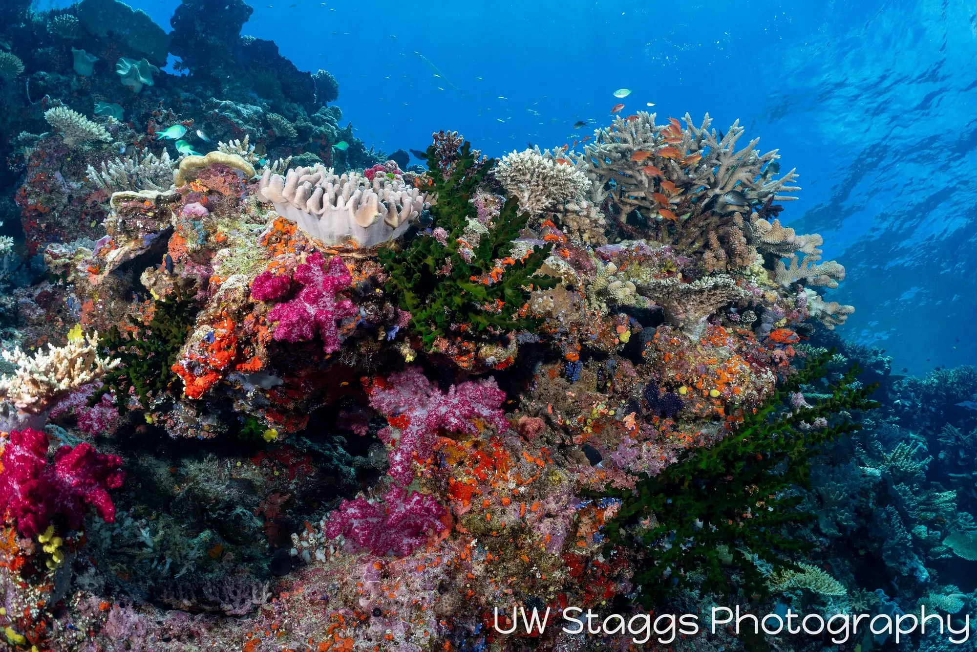 Reef Scene — Bligh Waters, Fiji
