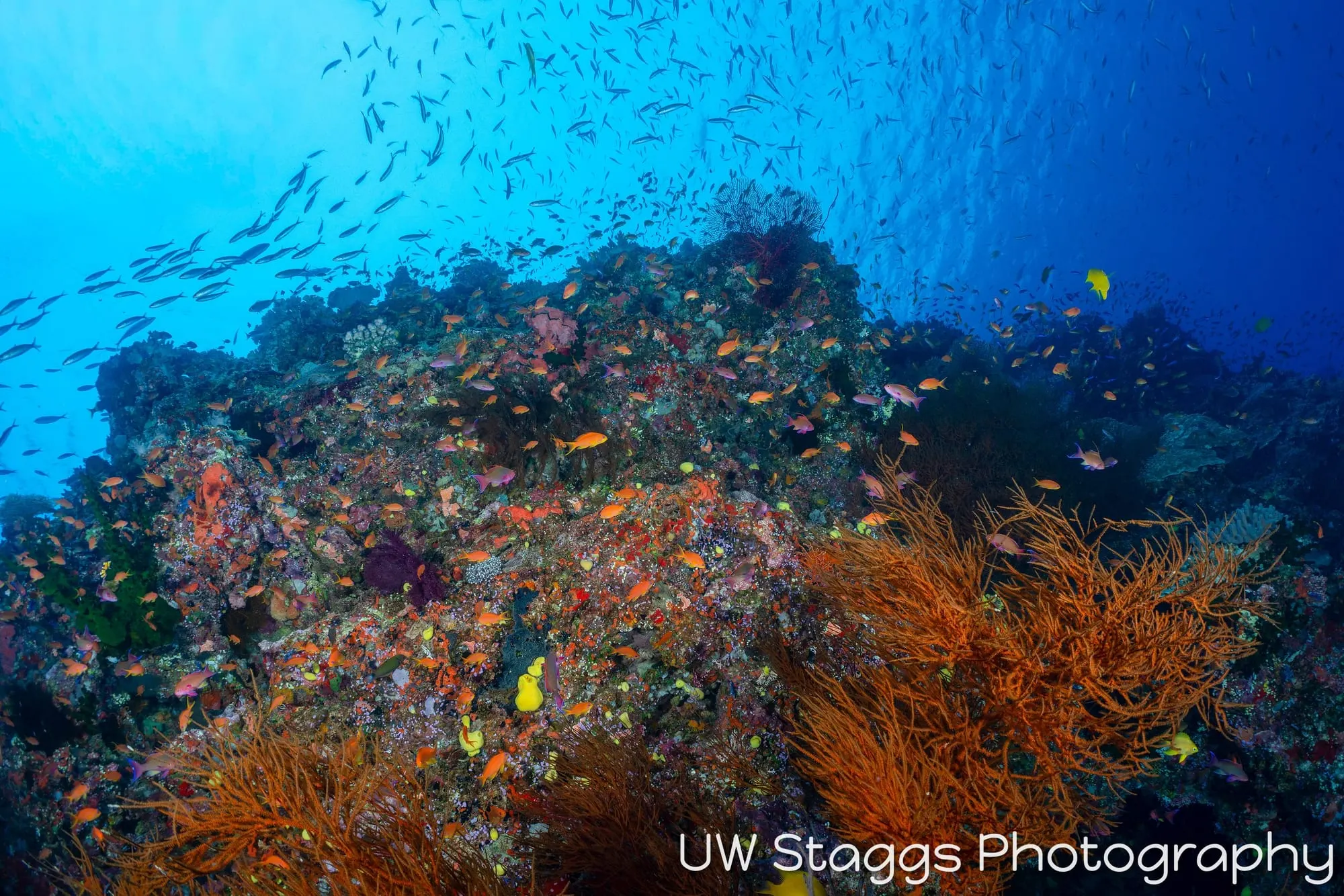 Reef Scene — Bligh Waters, Fiji