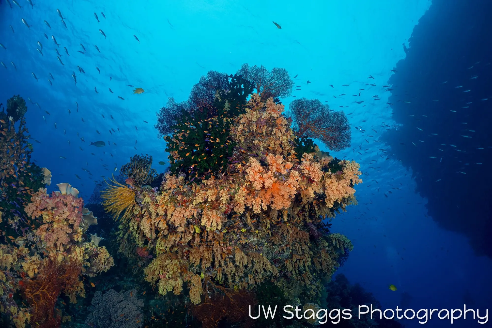 Reef Scene — Bligh Waters, Fiji
