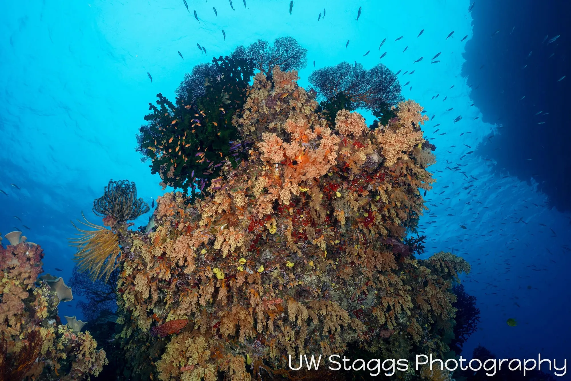 Reef Scene — Bligh Waters, Fiji