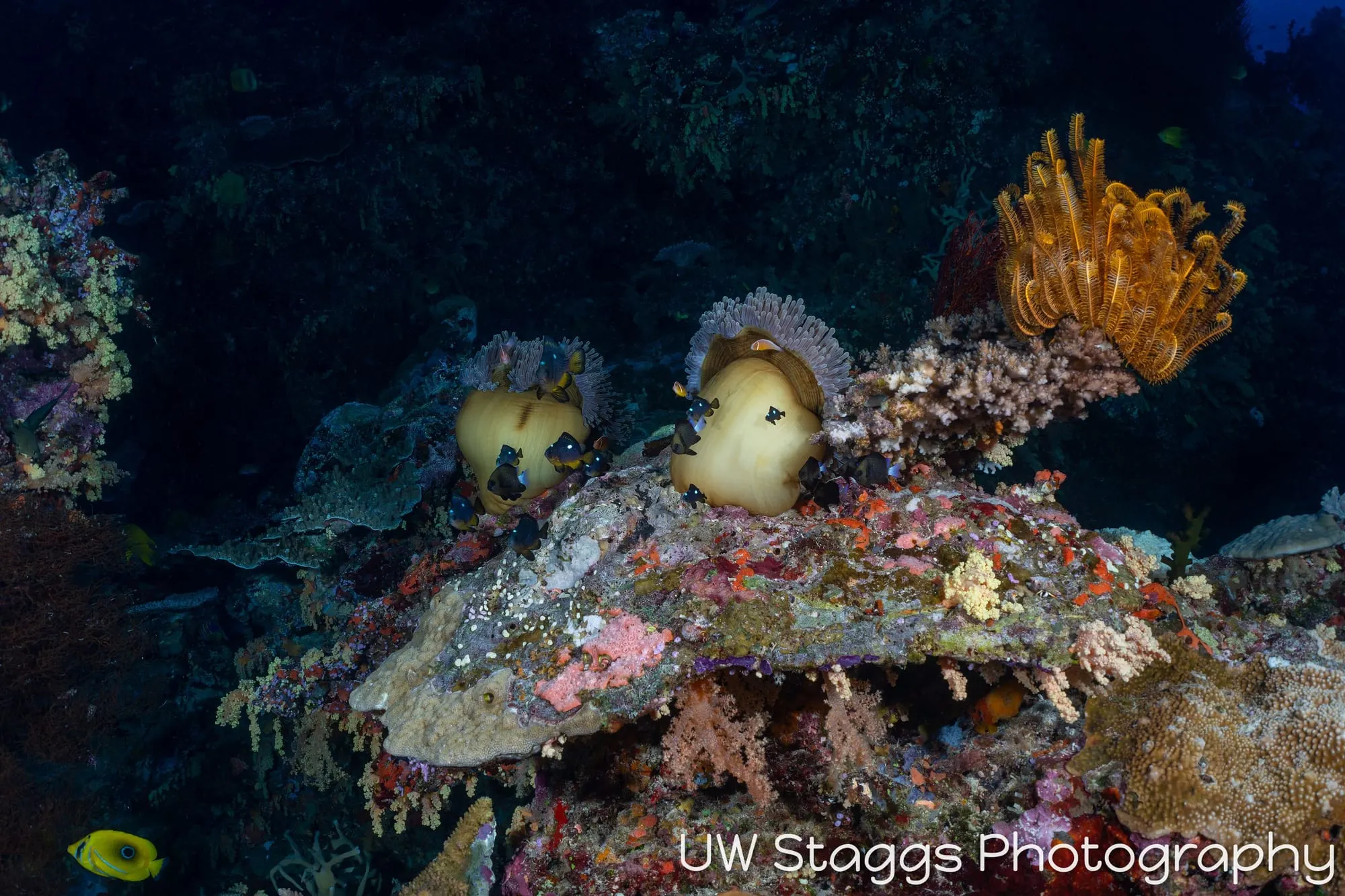 Reef Scene — Bligh Waters, Fiji