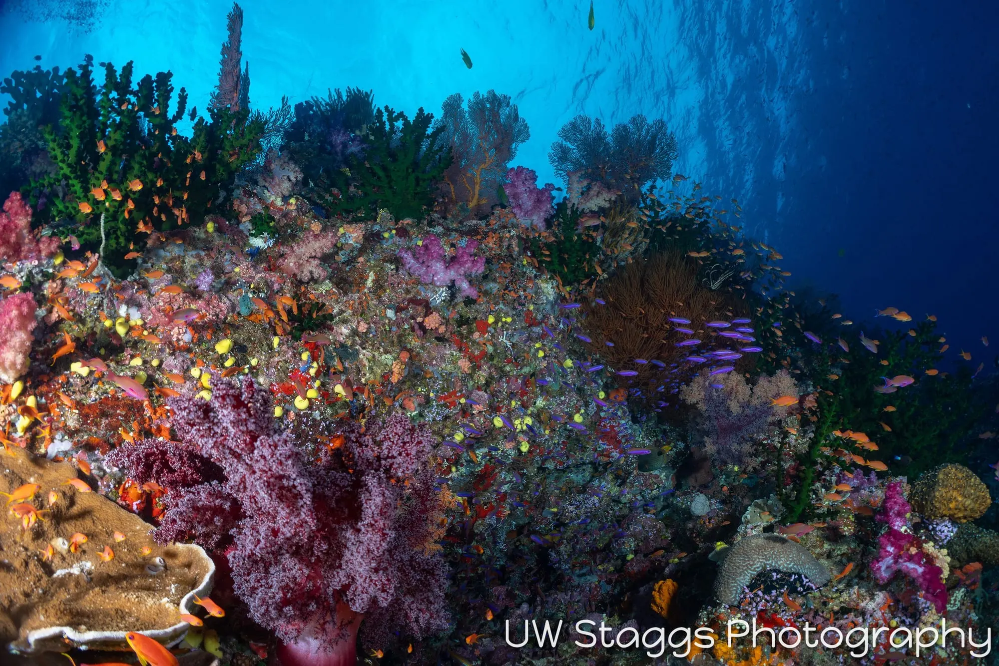 Reef Scene — Bligh Waters, Fiji