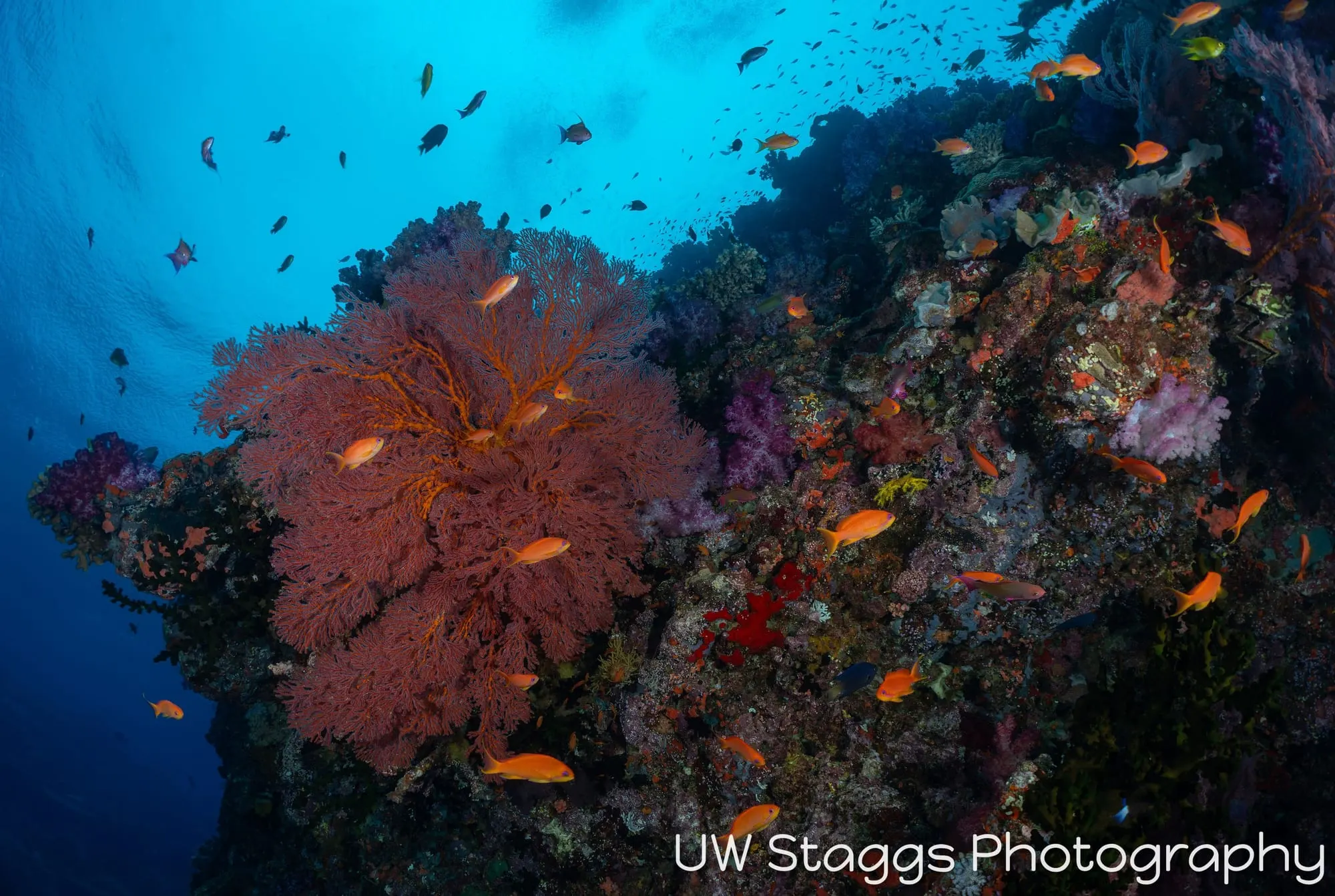 Reef Scene — Bligh Waters, Fiji