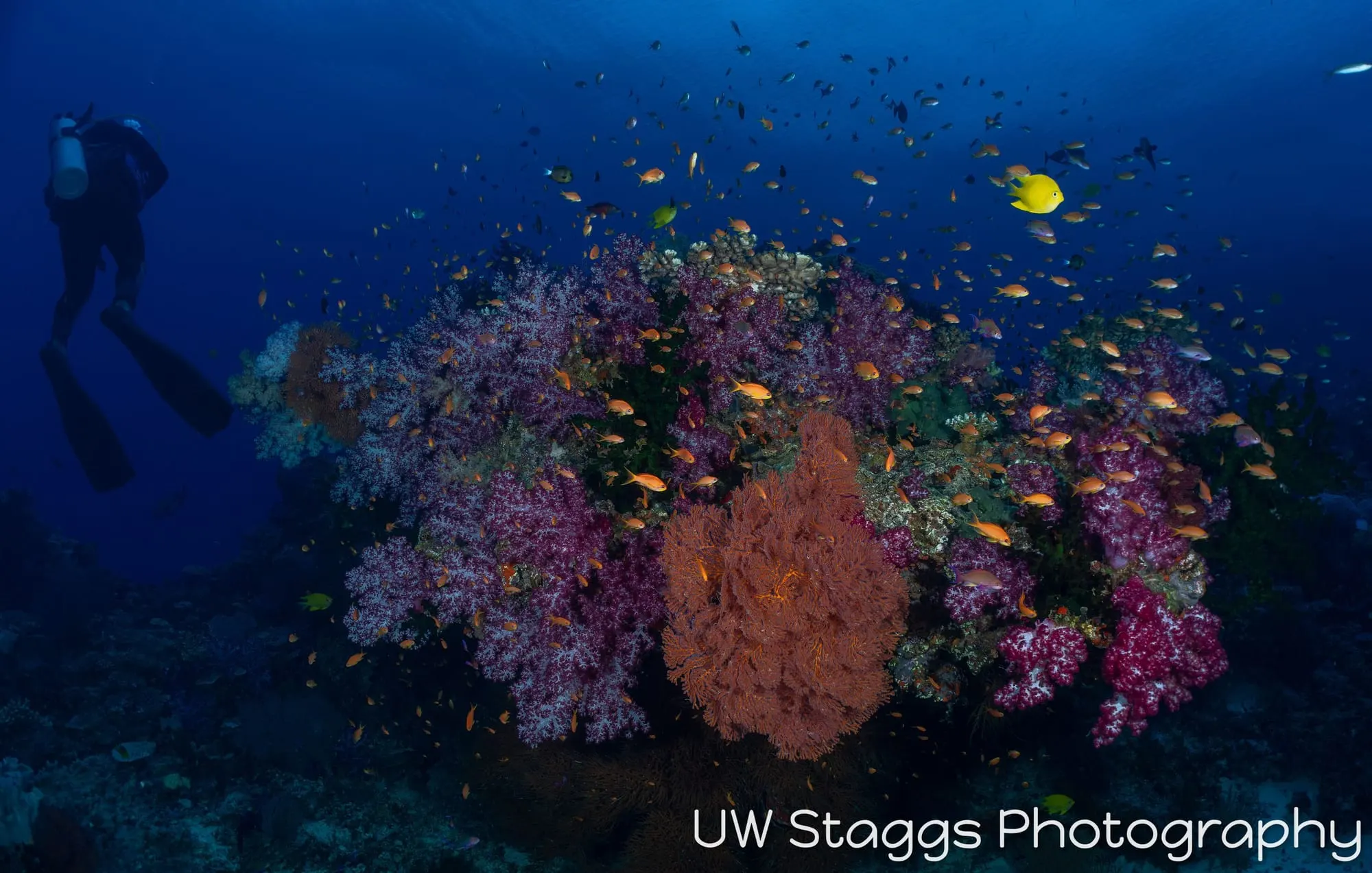 Reef Scene — Bligh Waters, Fiji